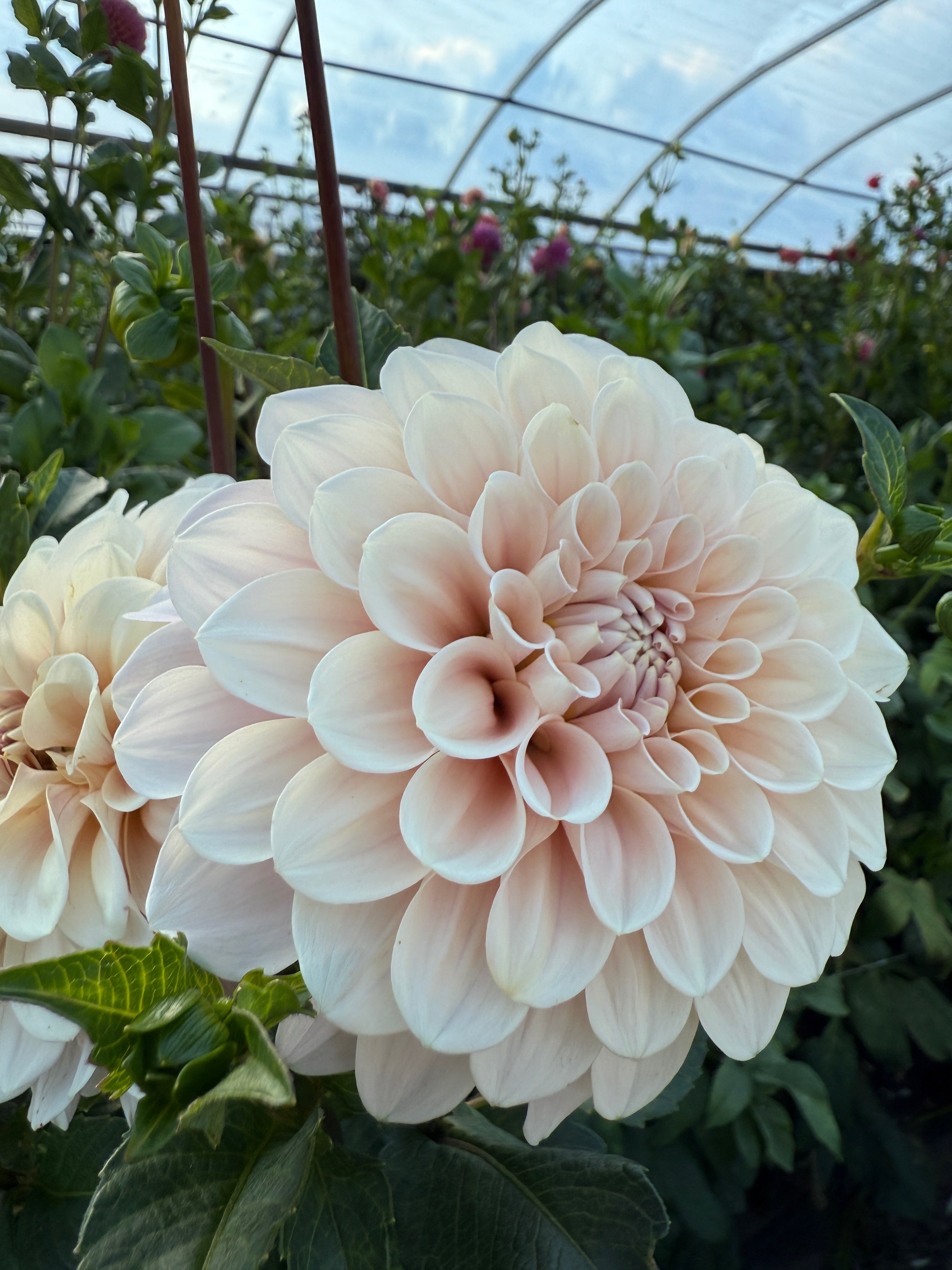 Sweet Nathalie – Floramama