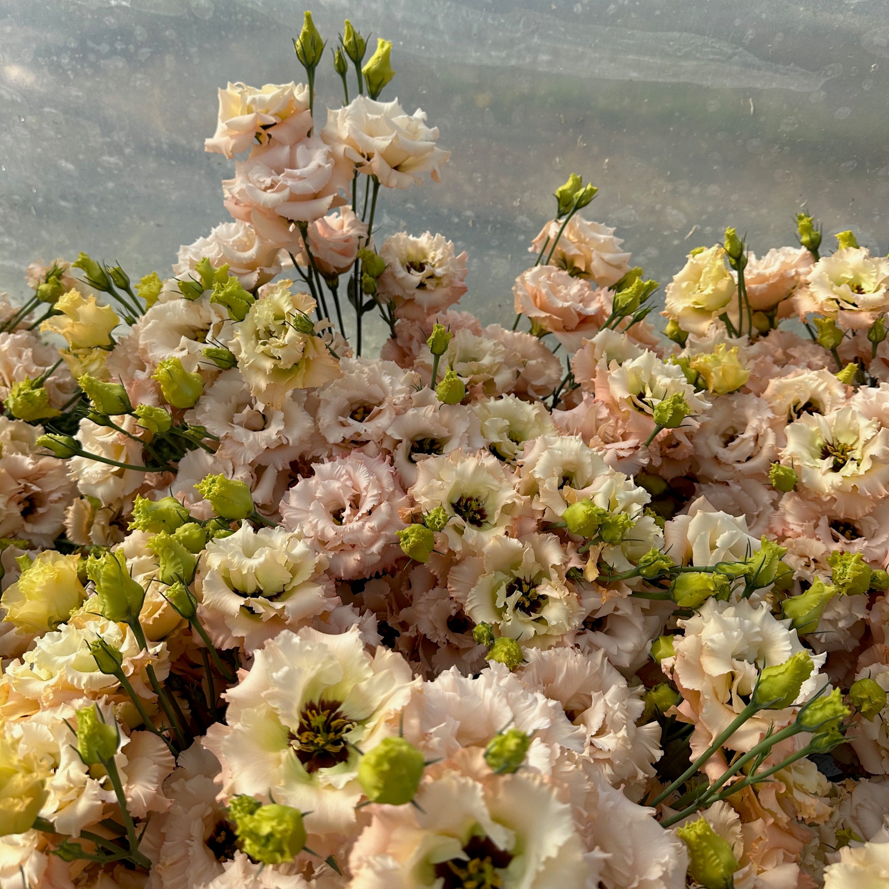 Lisianthus Voyage Apricot F1
