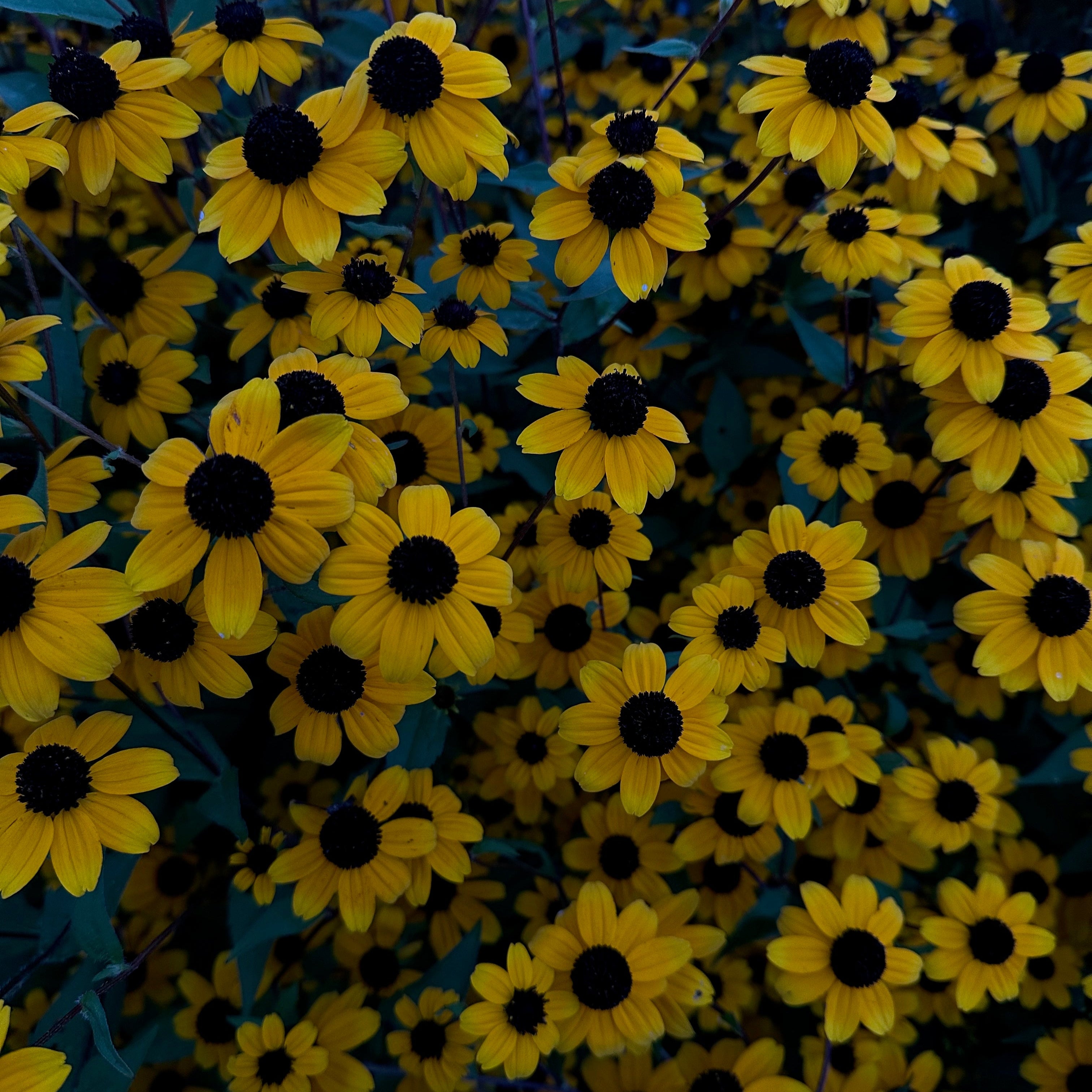 Rudbeckia Filou