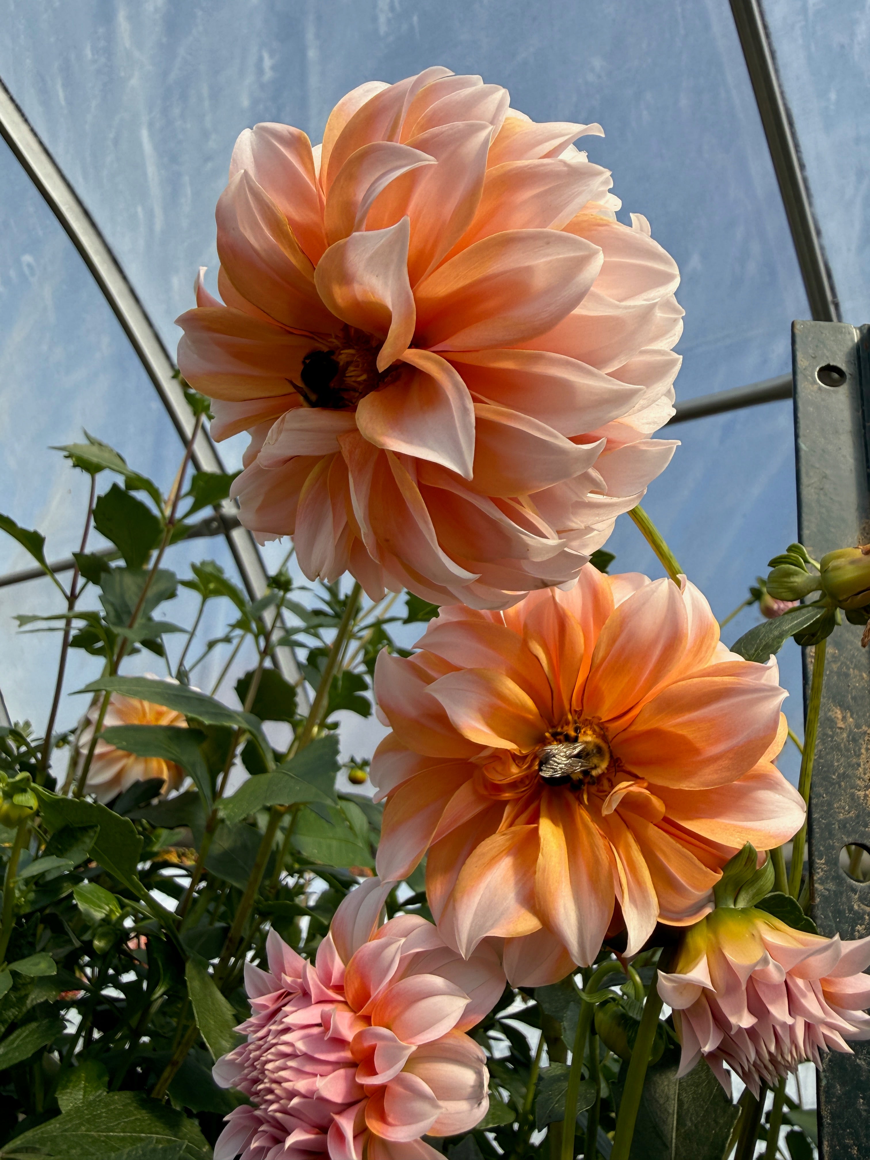 Peach n cream – Floramama