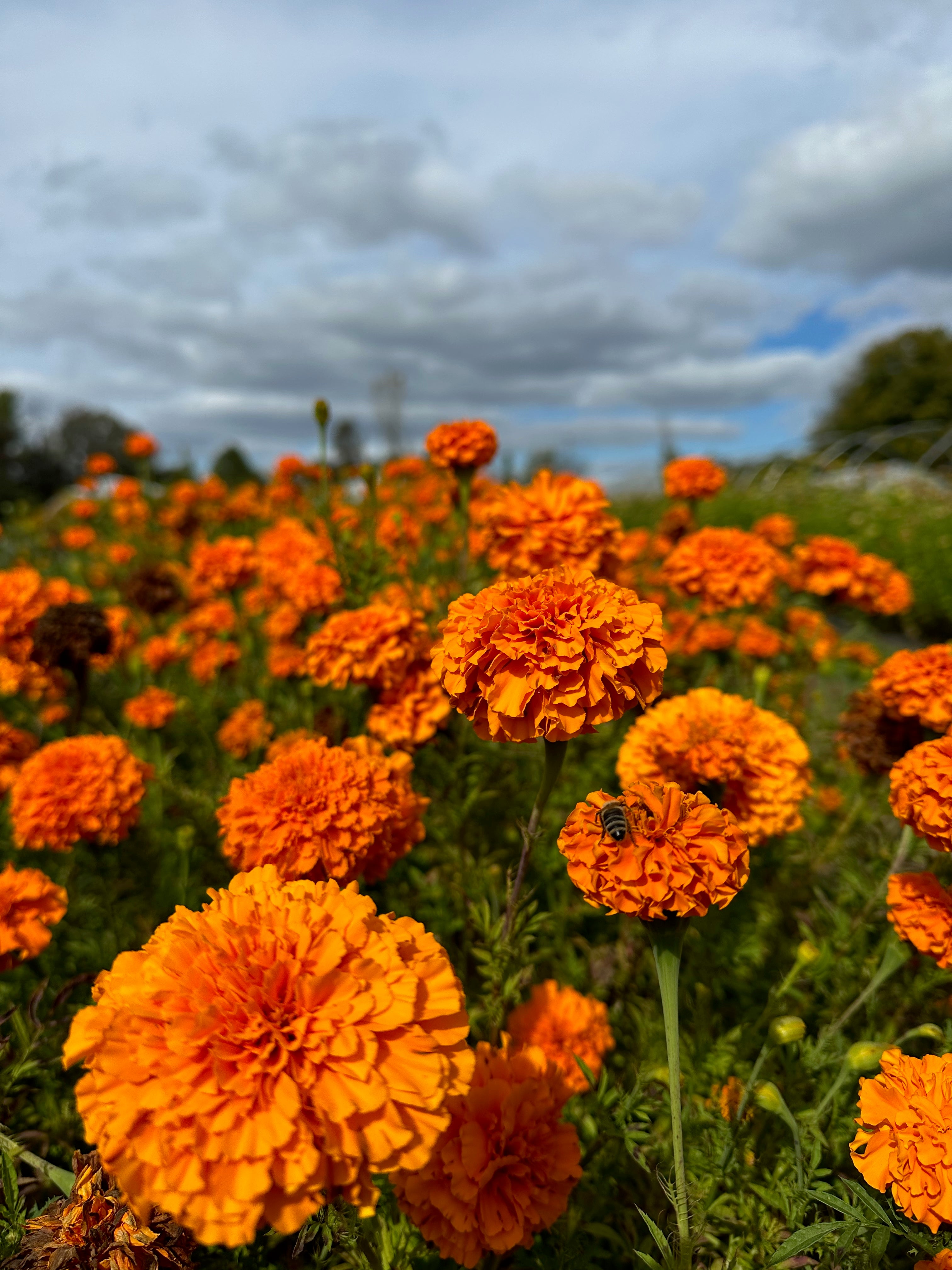 Fleurs coupées