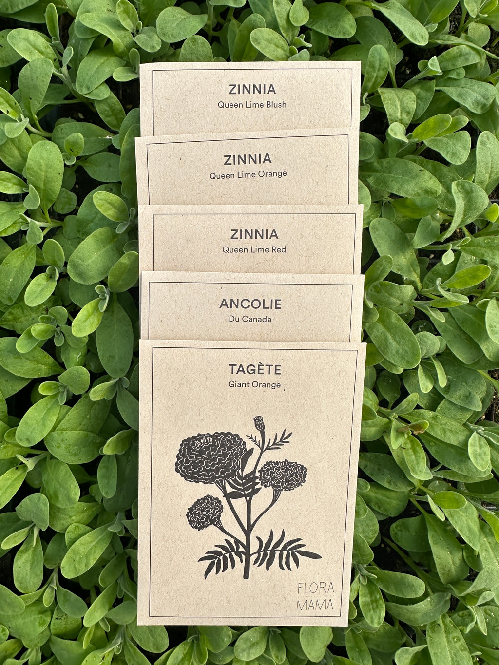 Sélection de zinnias colorés, tagètes orange et ancolies du Canada en fleurs_2