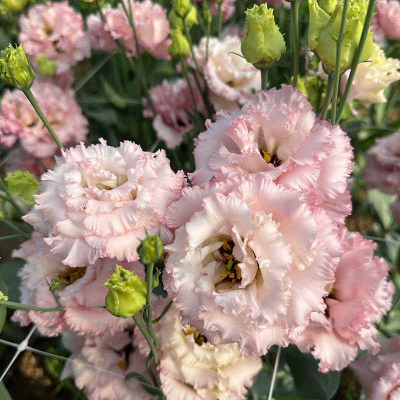 Lisianthus_Voyage_Pink_F1_Floramama_Ferme_Florale