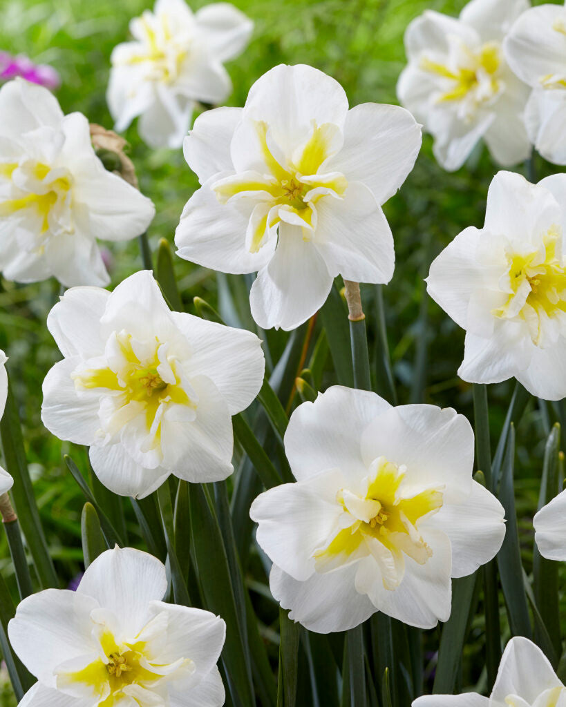 Narcisses - Lemon Beauty
