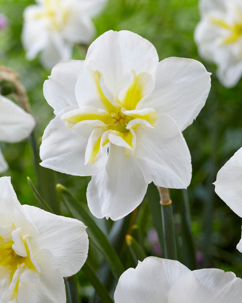 Narcisses - Lemon Beauty