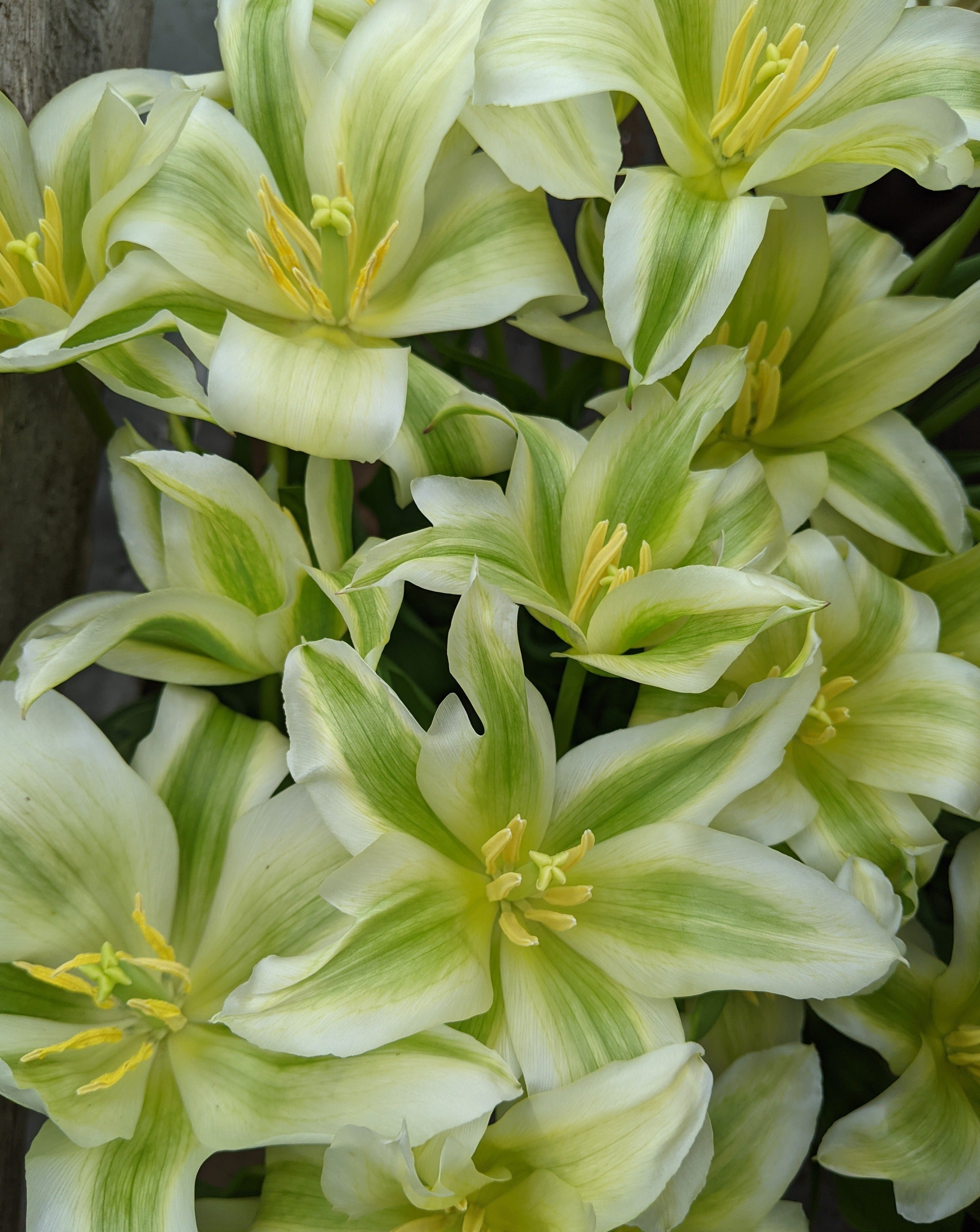 Tulipe Greenstar