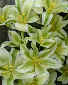 Tulipe Greenstar