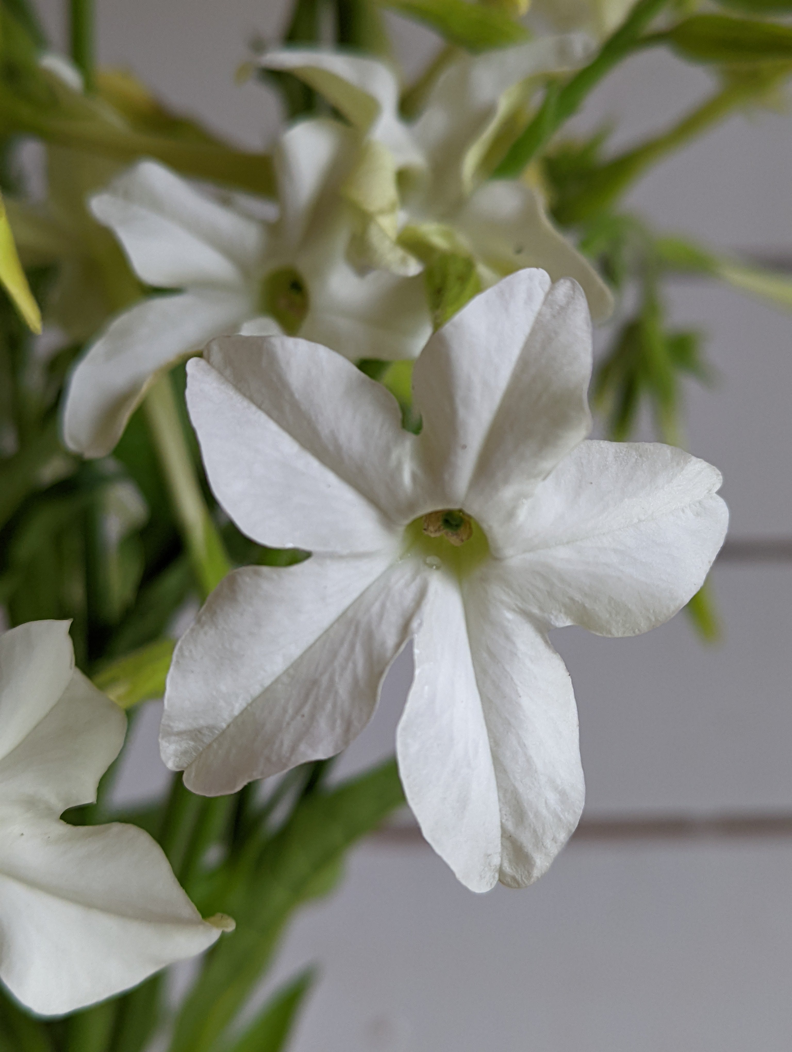 Nicotine Grandiflora