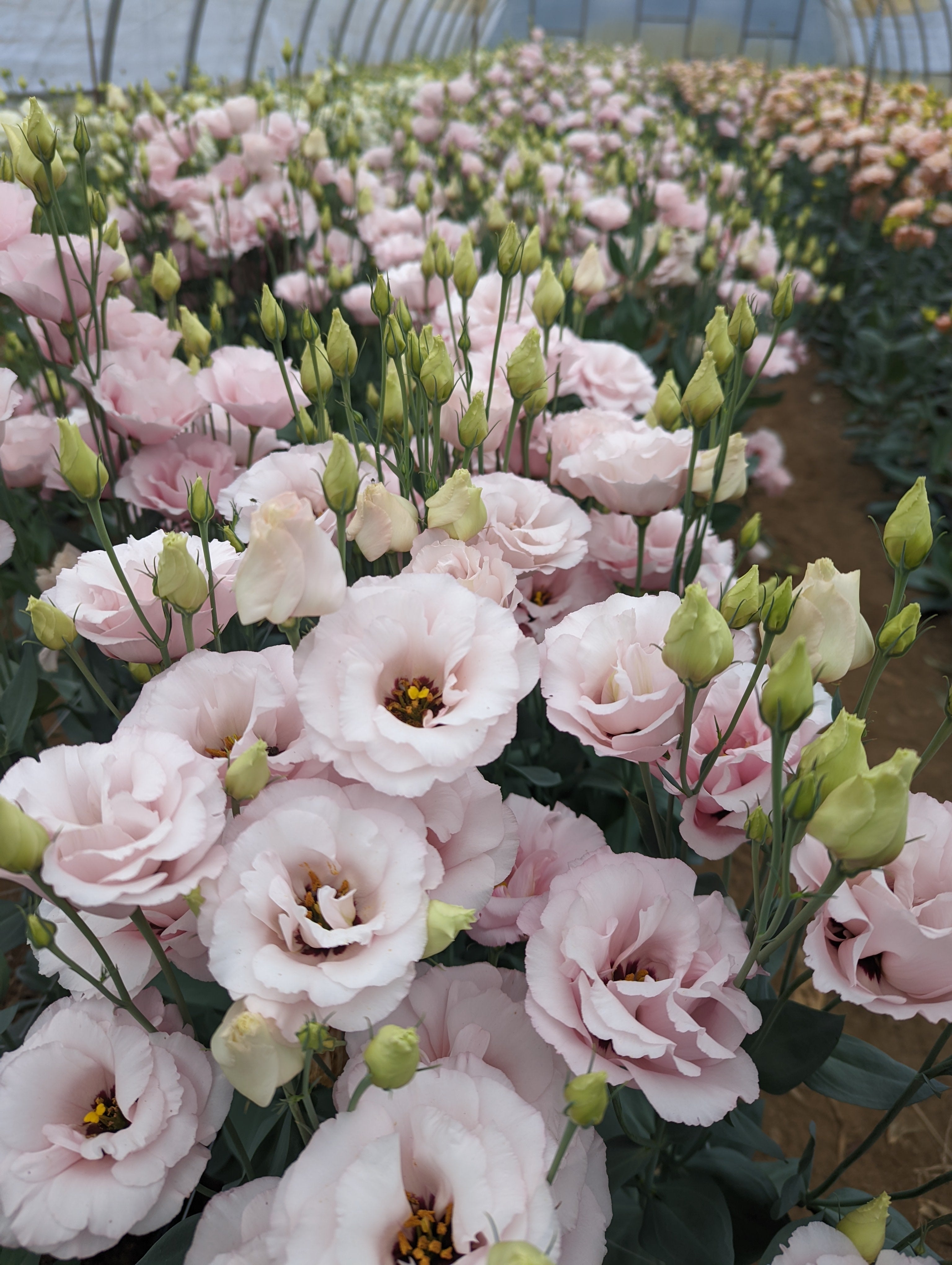 Lisianthus Corelli™ Light Pink F1