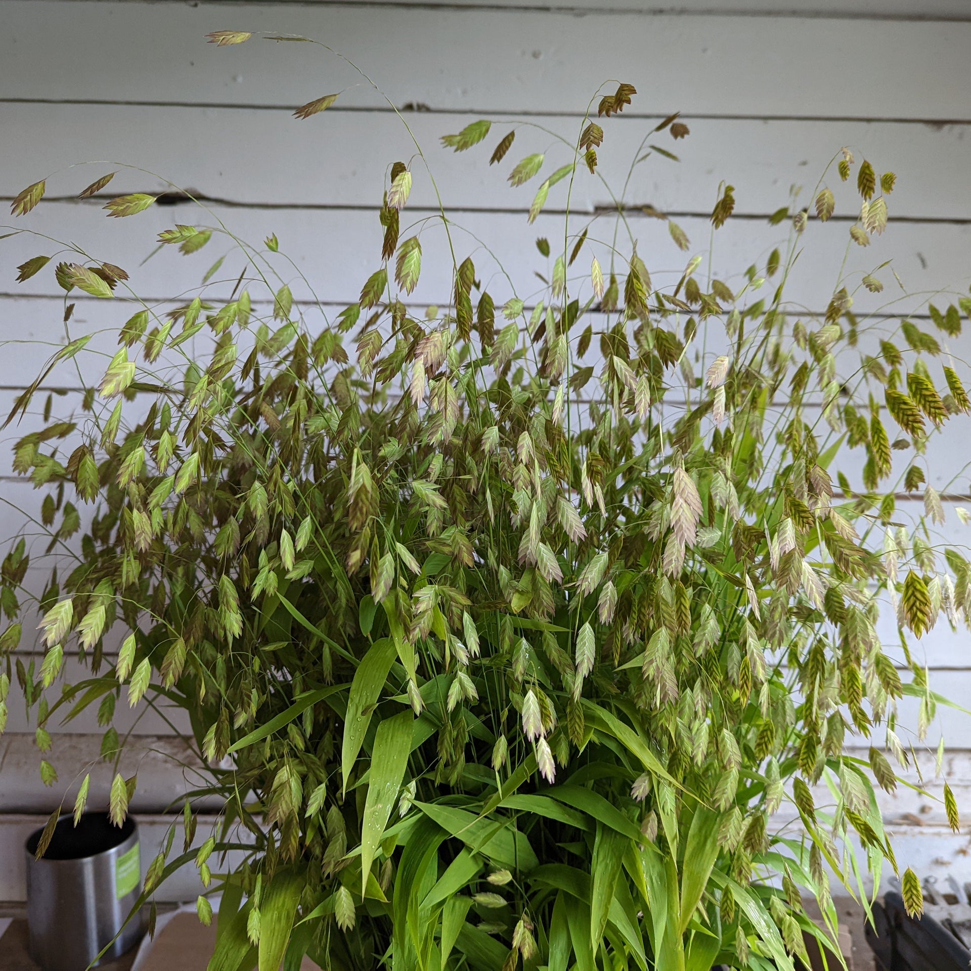 buy indoor plants near me Cactus Garden | Indoor Plants in Lexington, KY main image 0