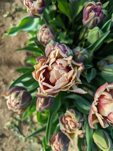 Tulipe Wyndham