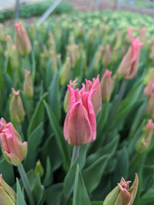 Tulipe Pretty Love