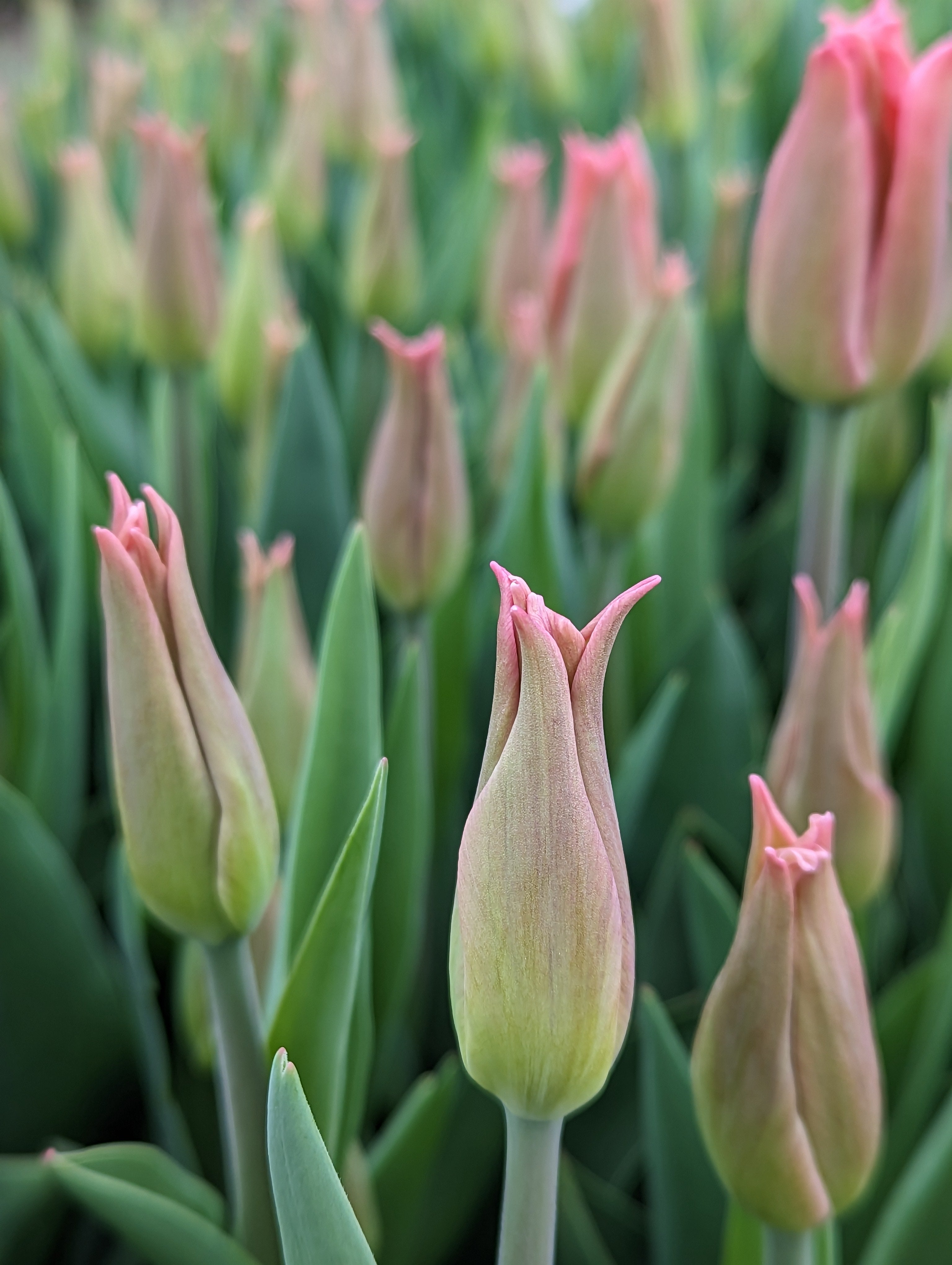 Tulipe - Pretty Love