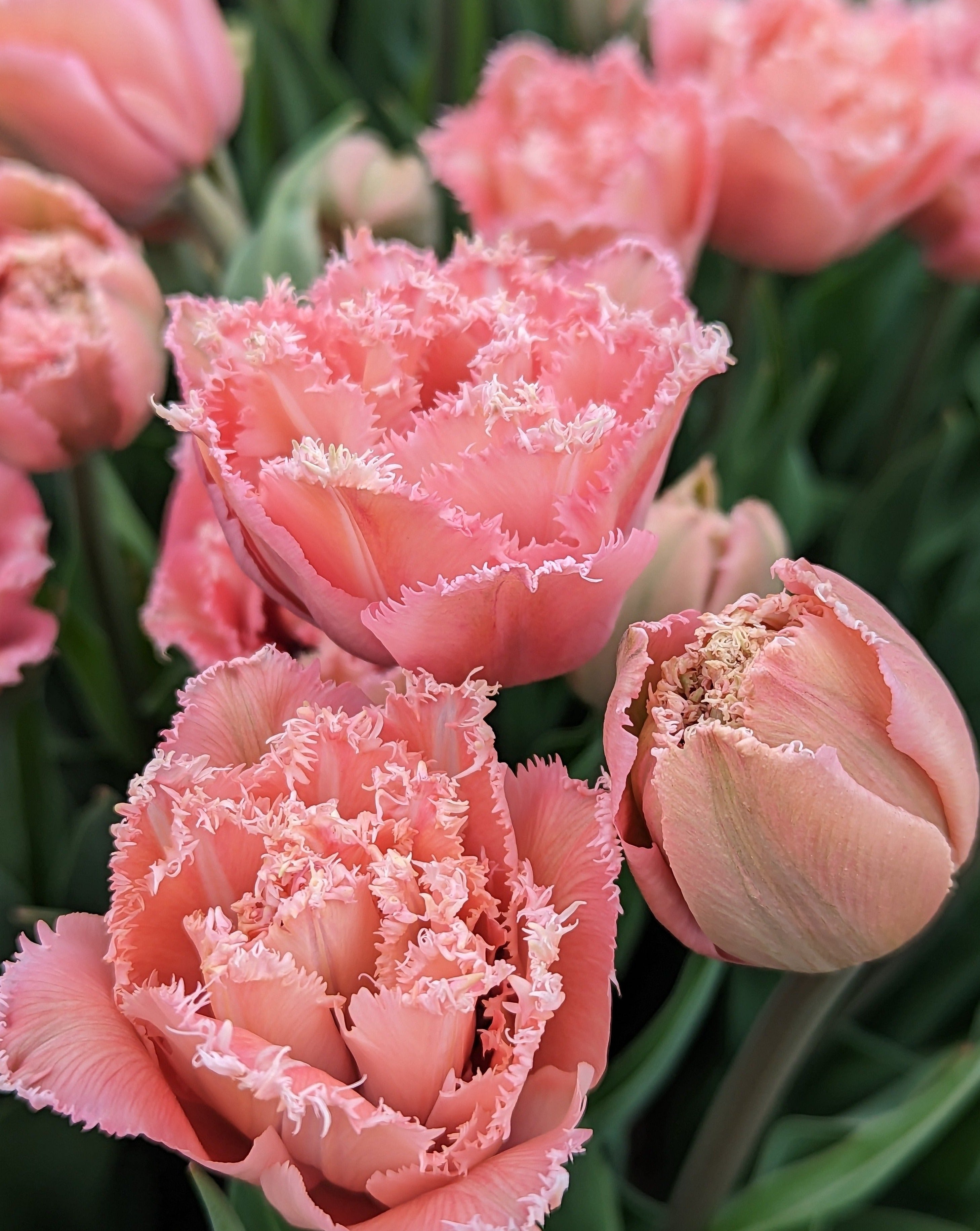 Tulipe Pink Magic