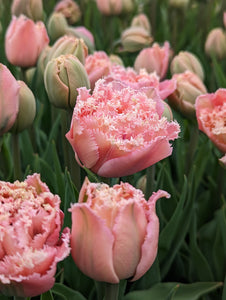 Tulipe Pink Magic