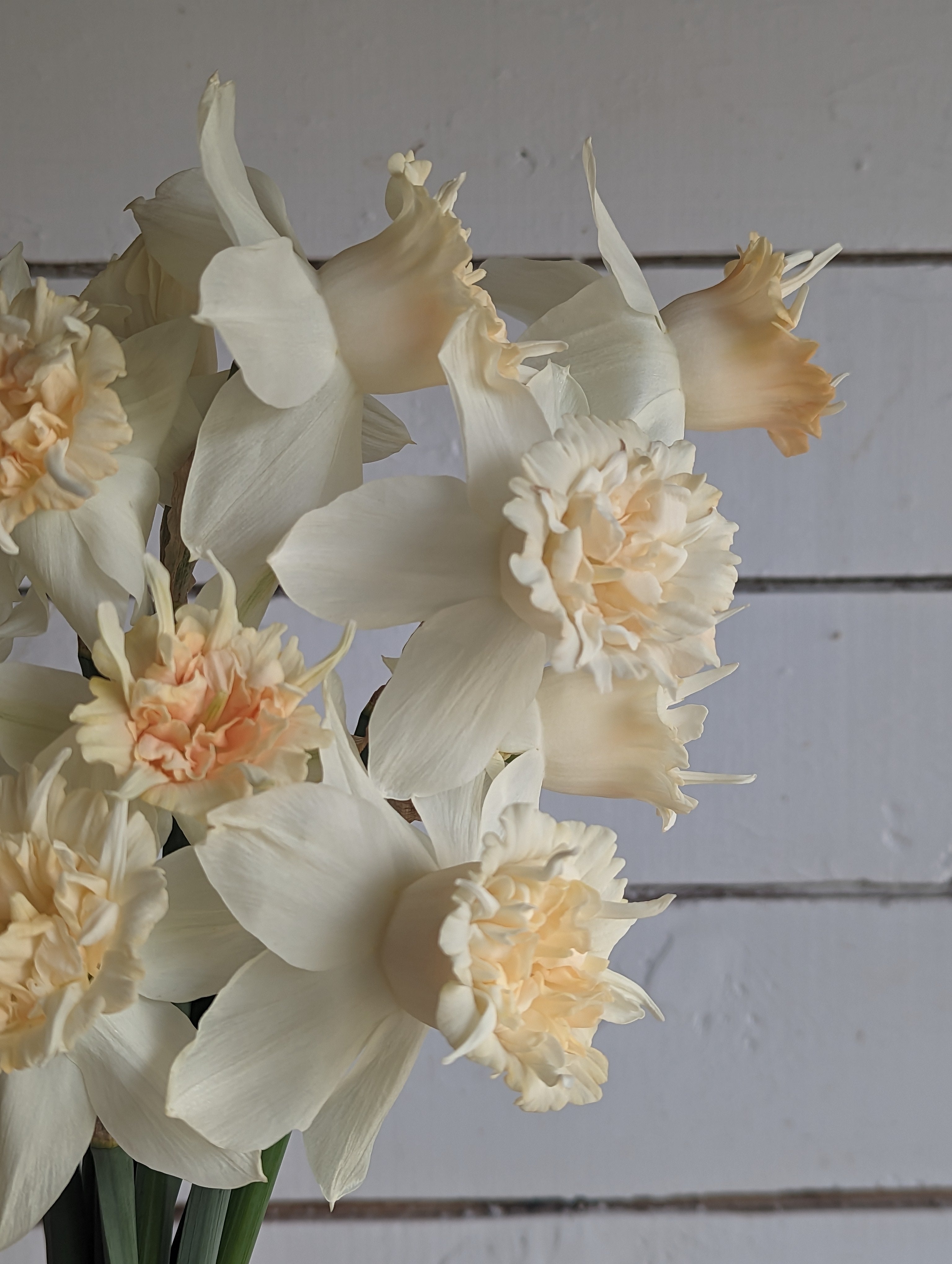Narcisse - Petit Four