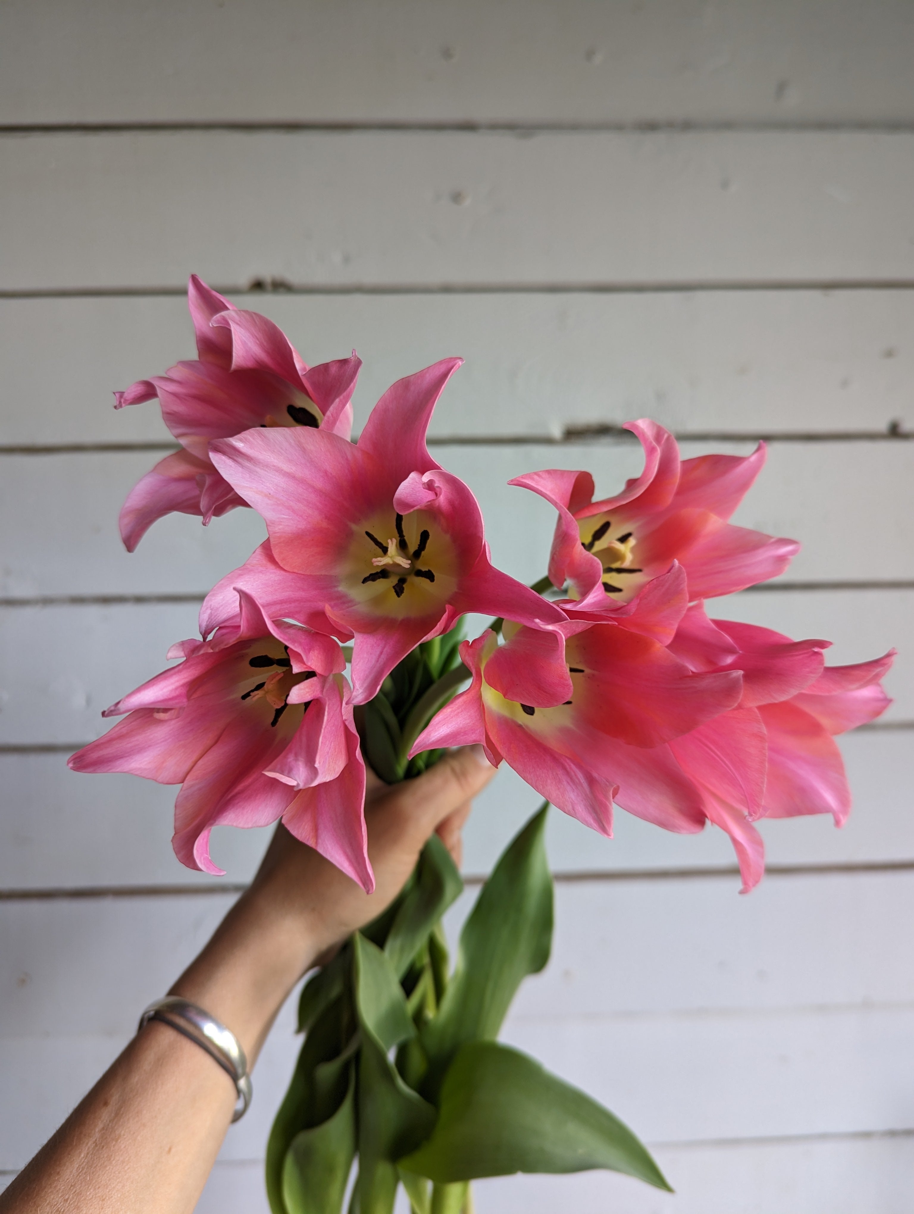 Tulipe Queen Rania