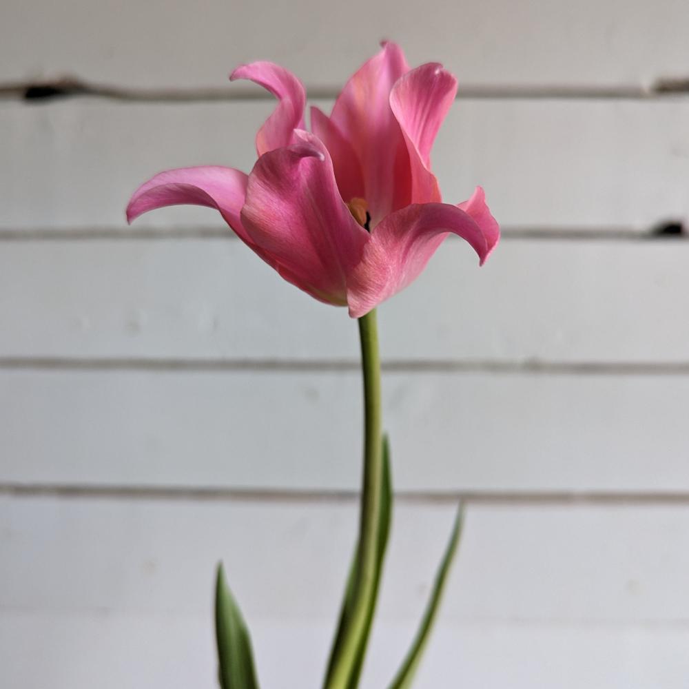Tulipe Queen Rania