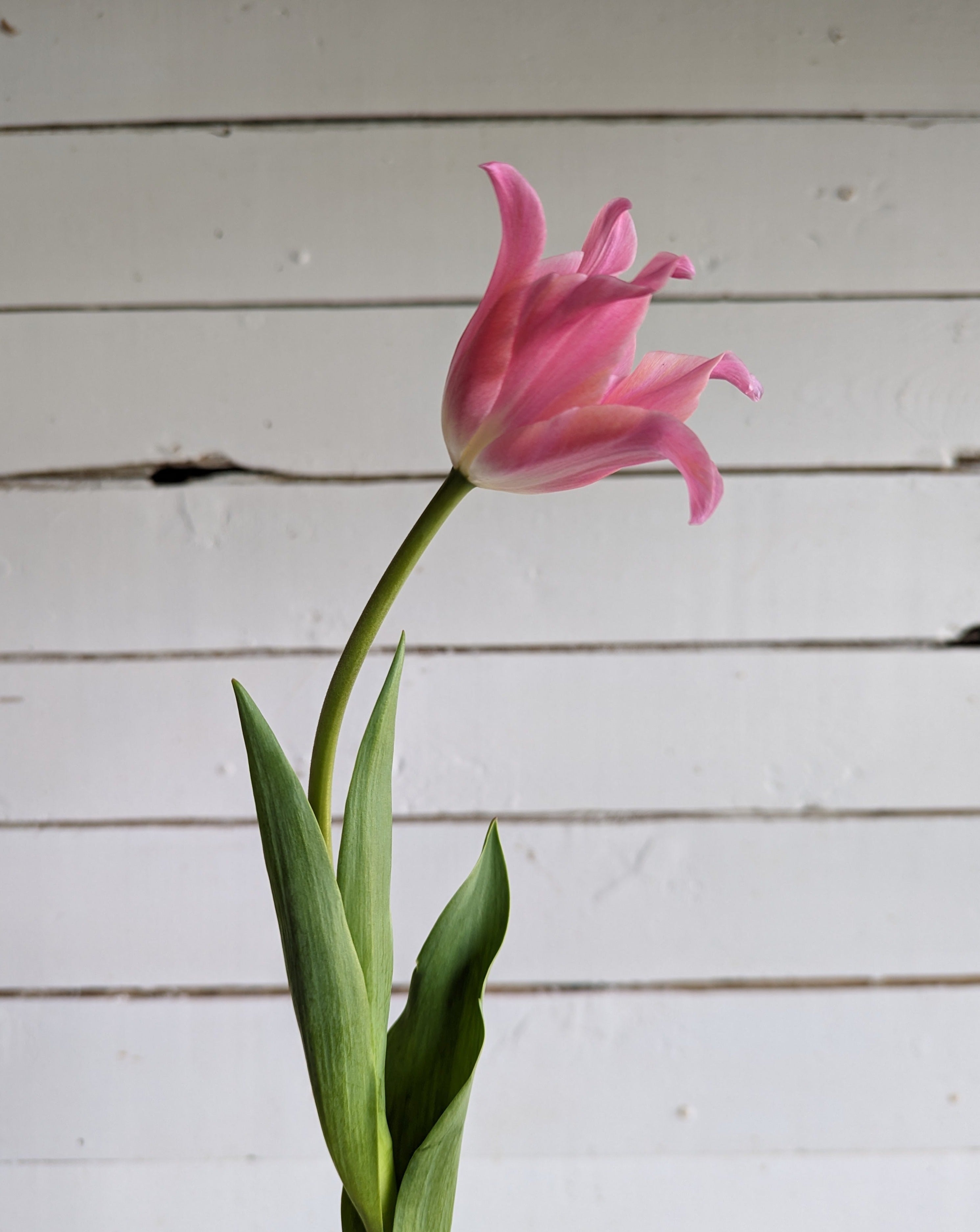 Tulipe - Pretty Love