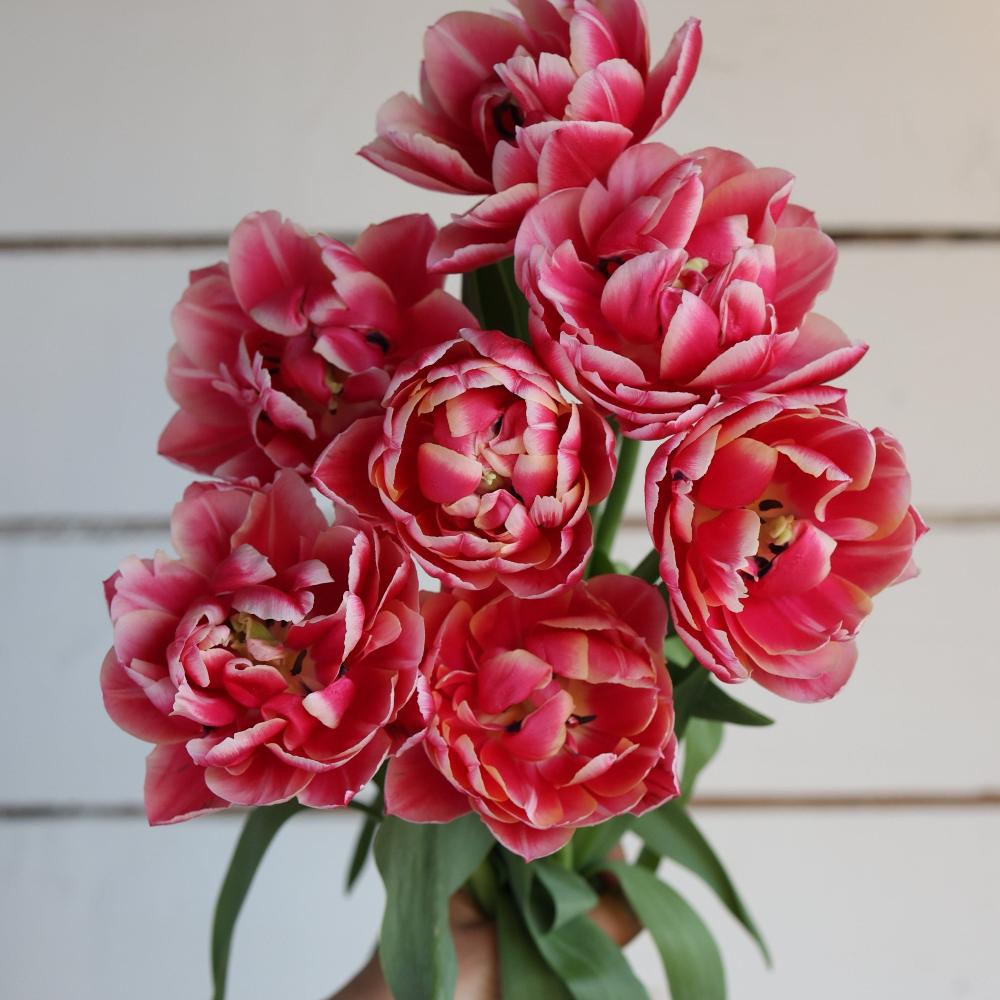 Tulipe Columbus