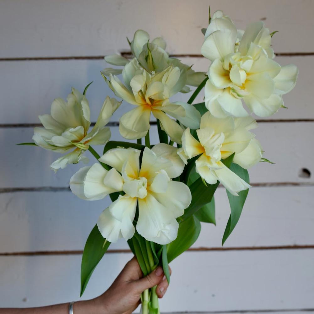 Tulipe Exotic Emperor