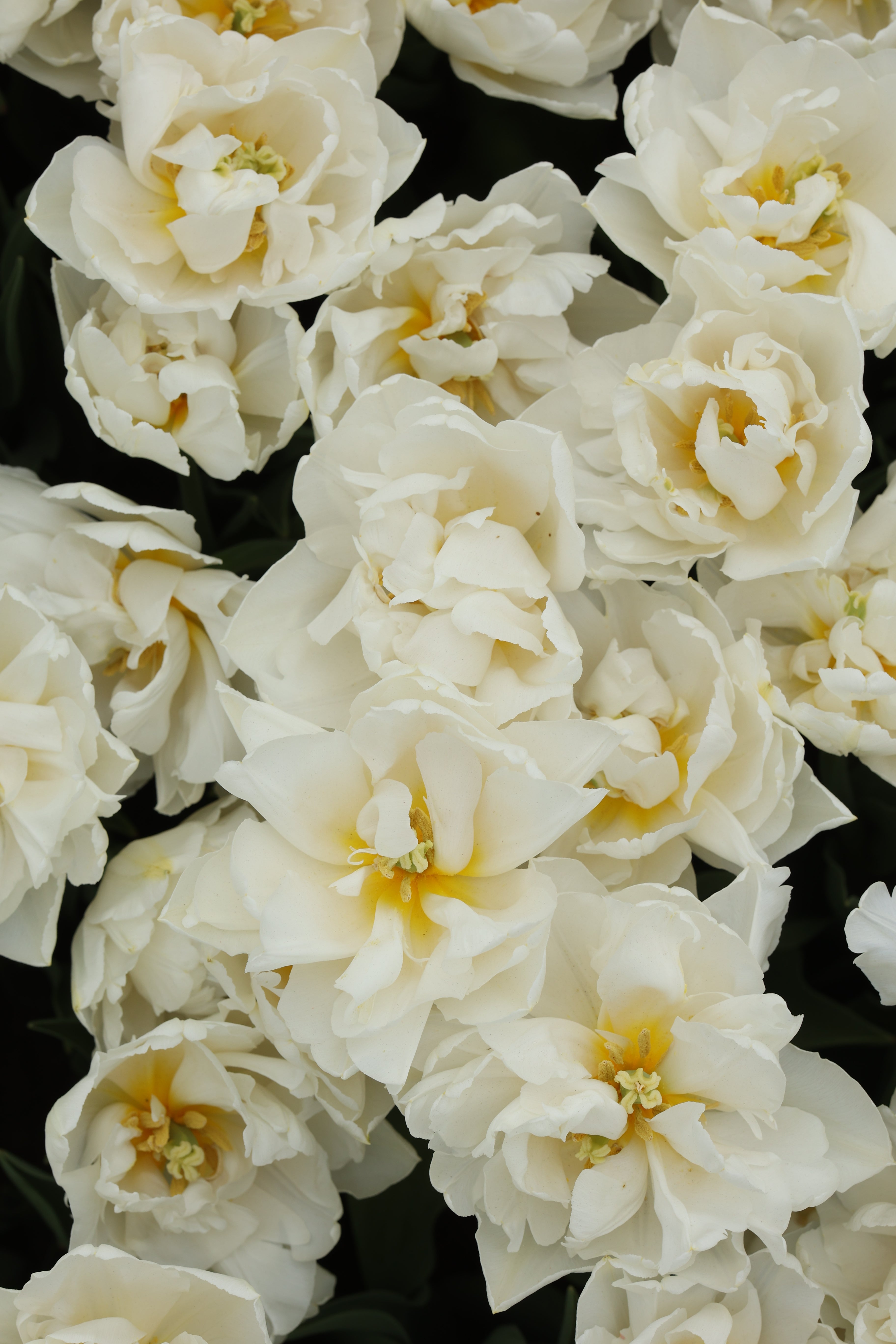 Tulipe Northcap