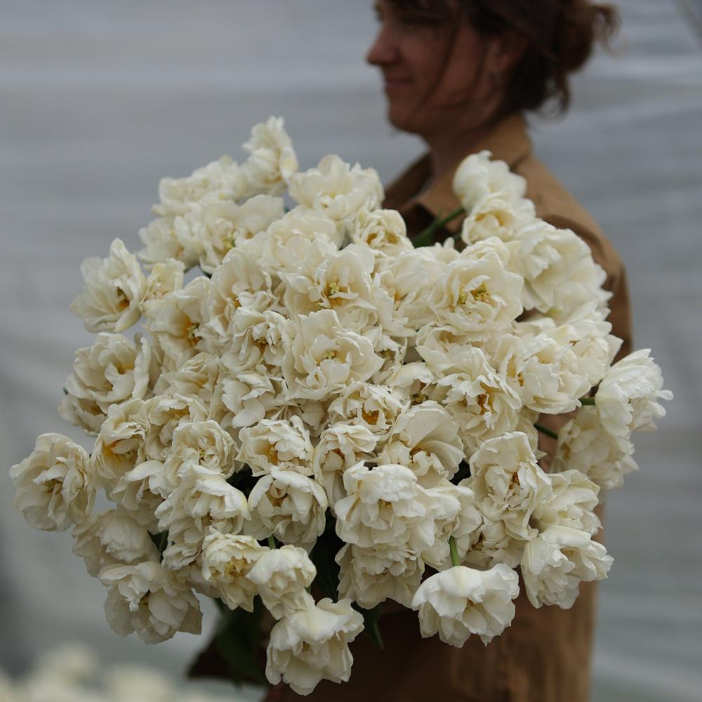 Tulipe Northcap