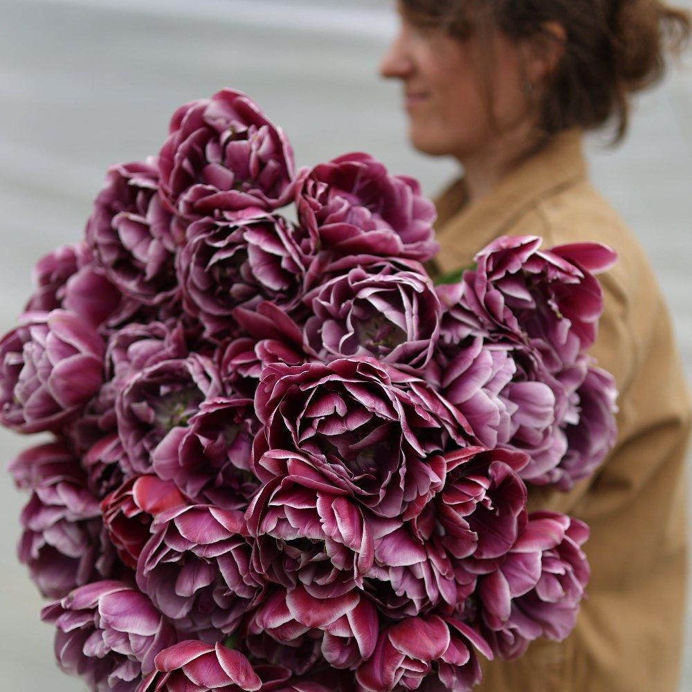 Tulipe Dream Touch