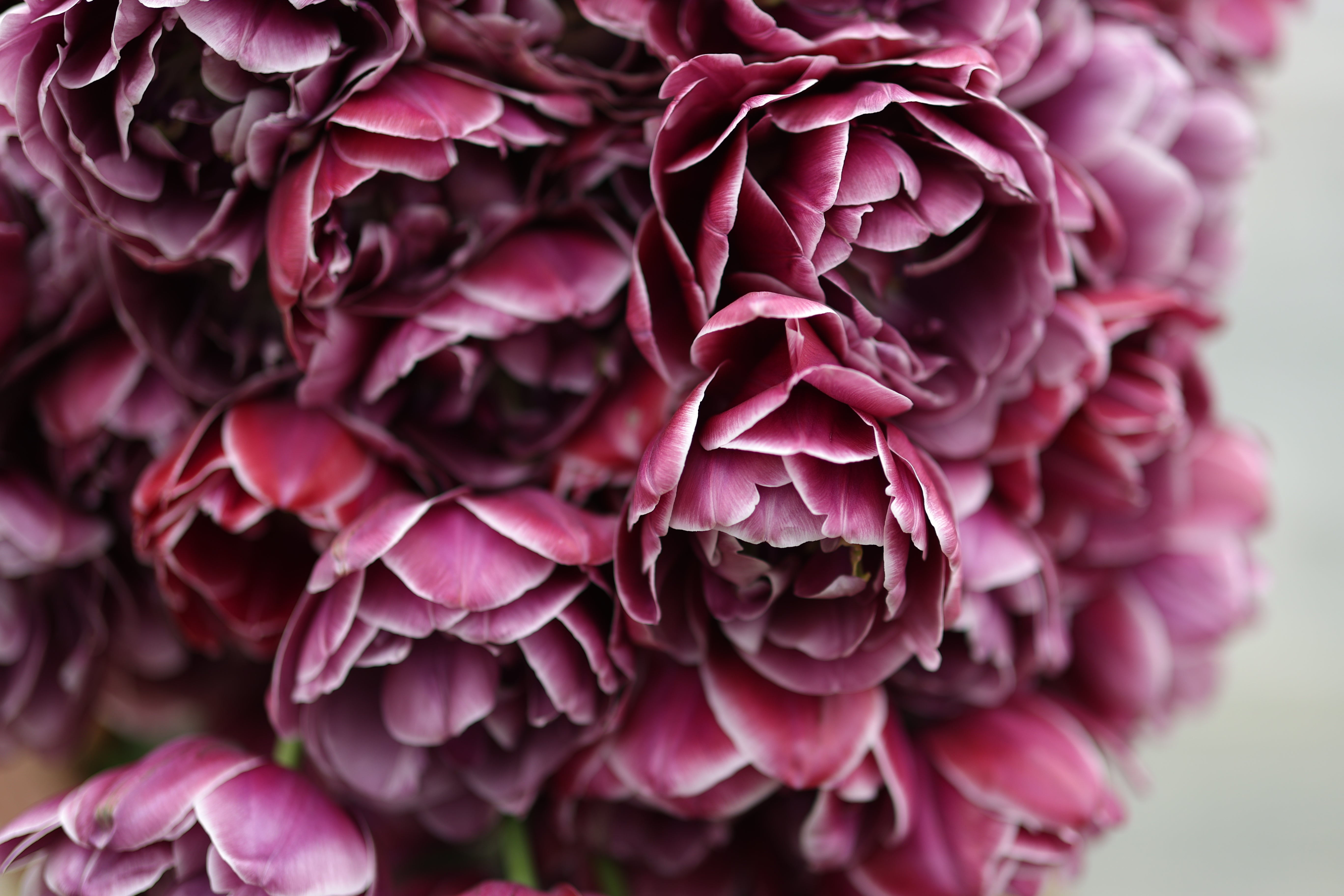 Tulipe Dream Touch