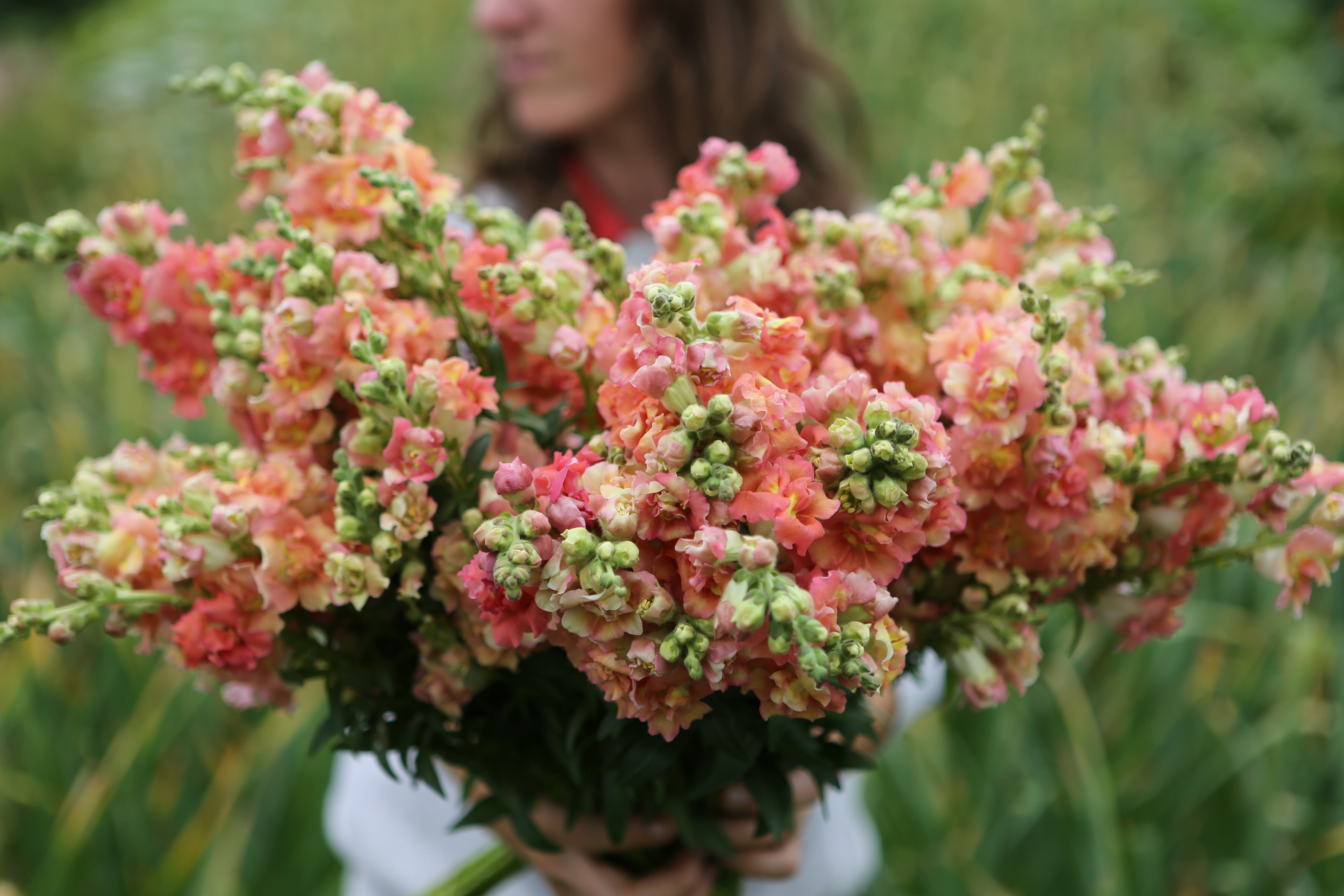 Muflier Madame Butterfly Bronze F1