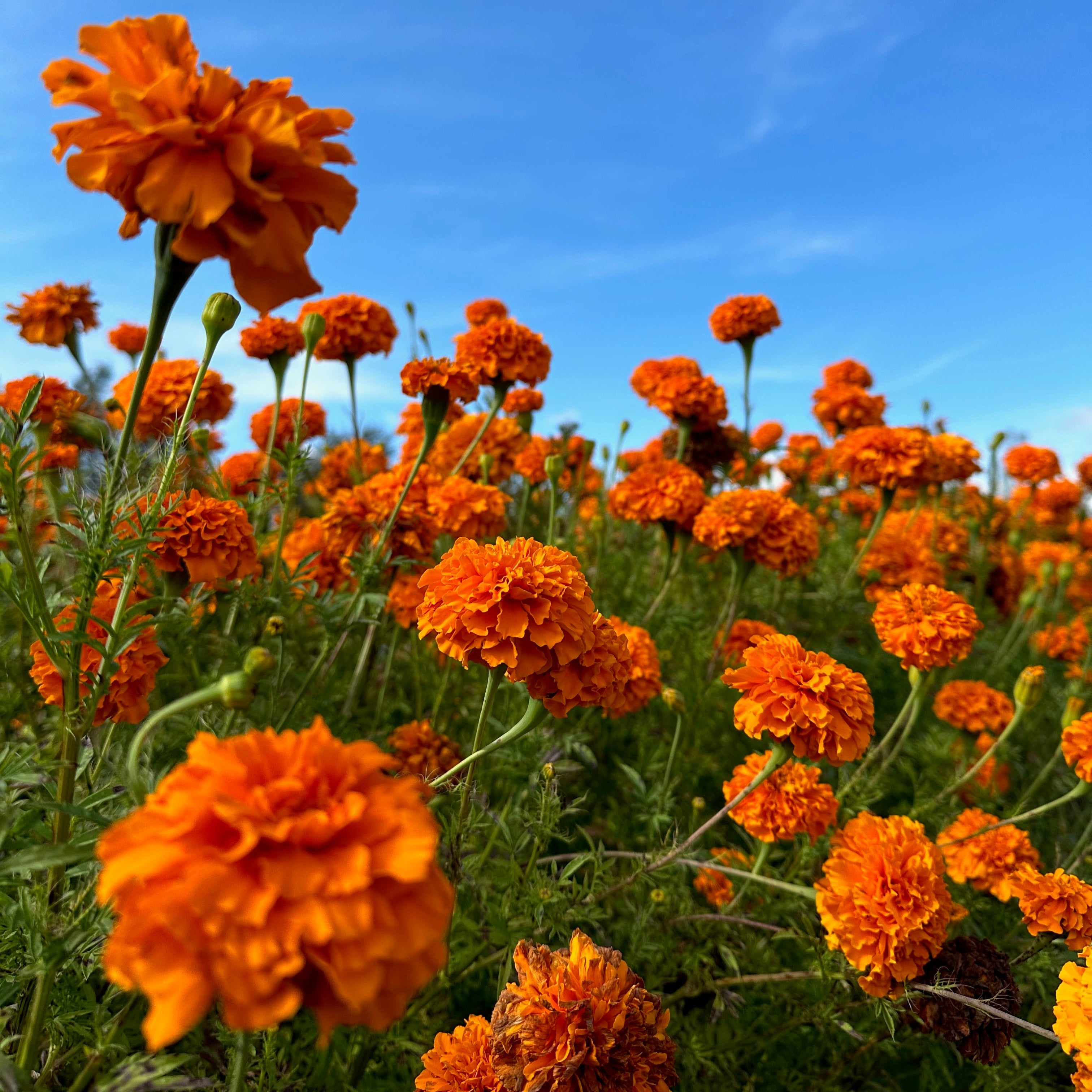 Tagètes_Géantes_Orange_Floramama_Ferme_Florale