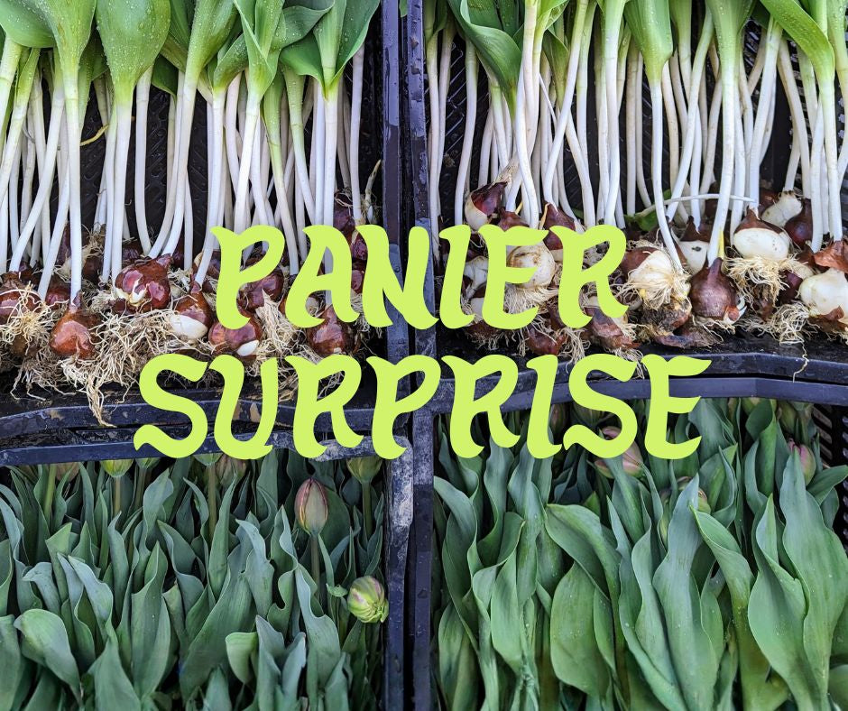 Le PANIER SURPRISE!