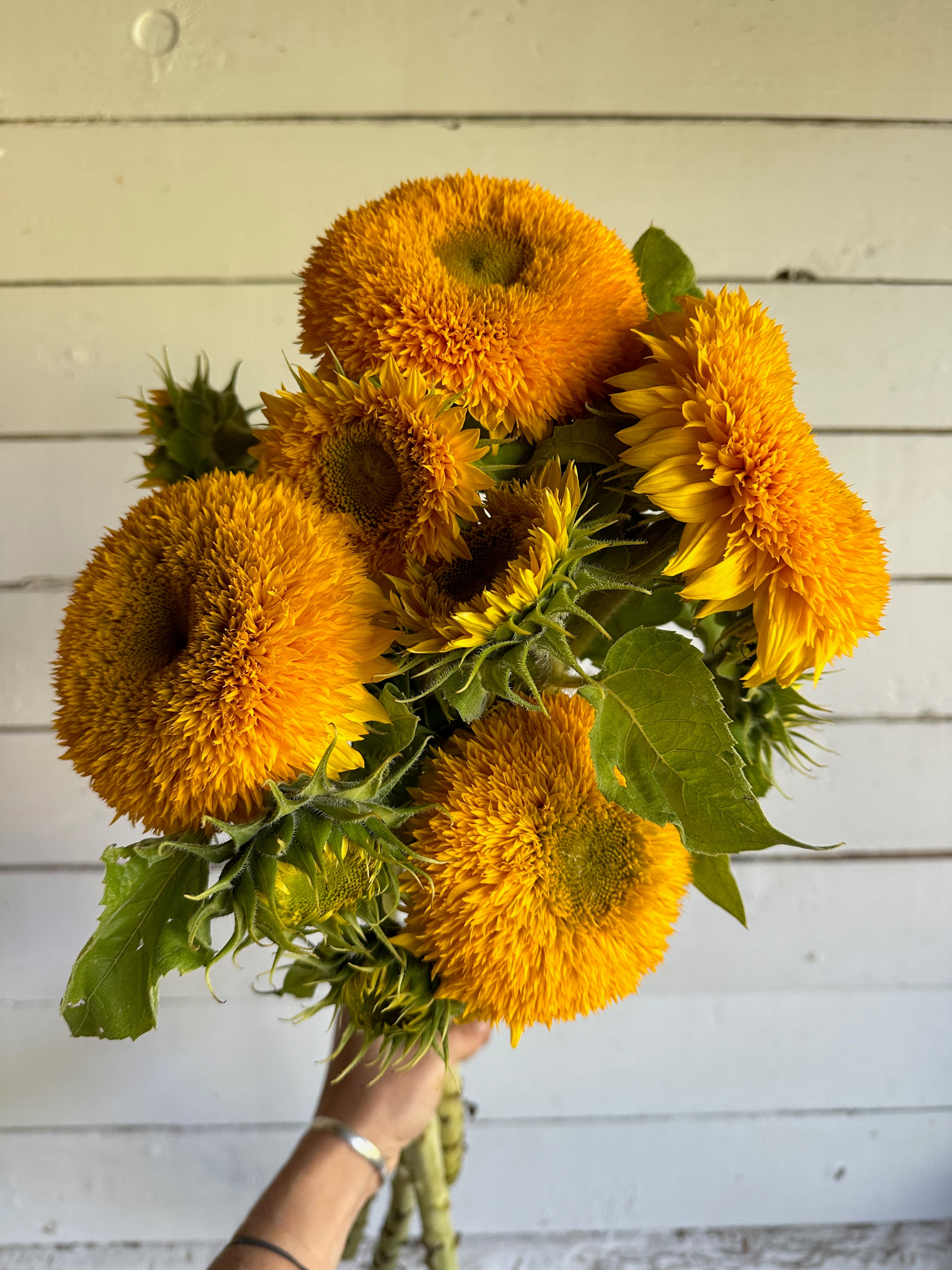 Tournesol_Teddy_Bear_Semences_Floramama