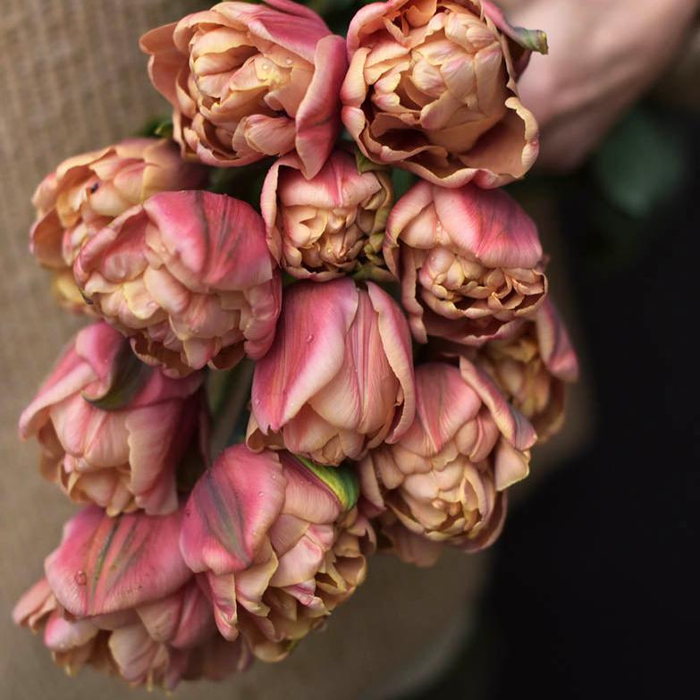 Tulipe Belle Epoque