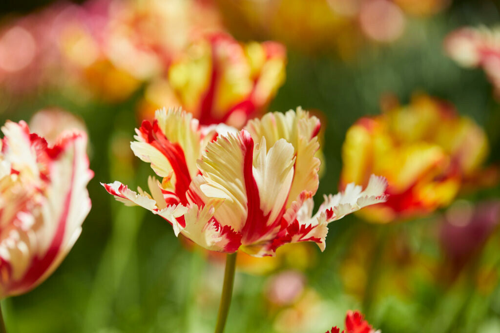 Tulipe - Flaming Parrot