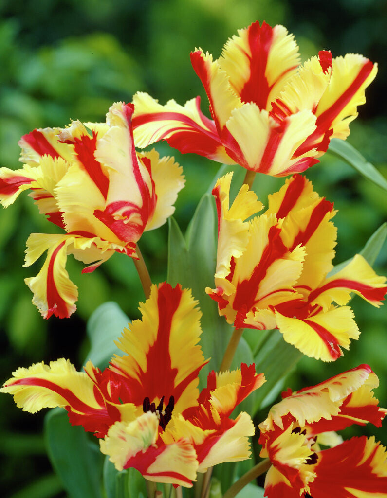 Tulipe - Flaming Parrot