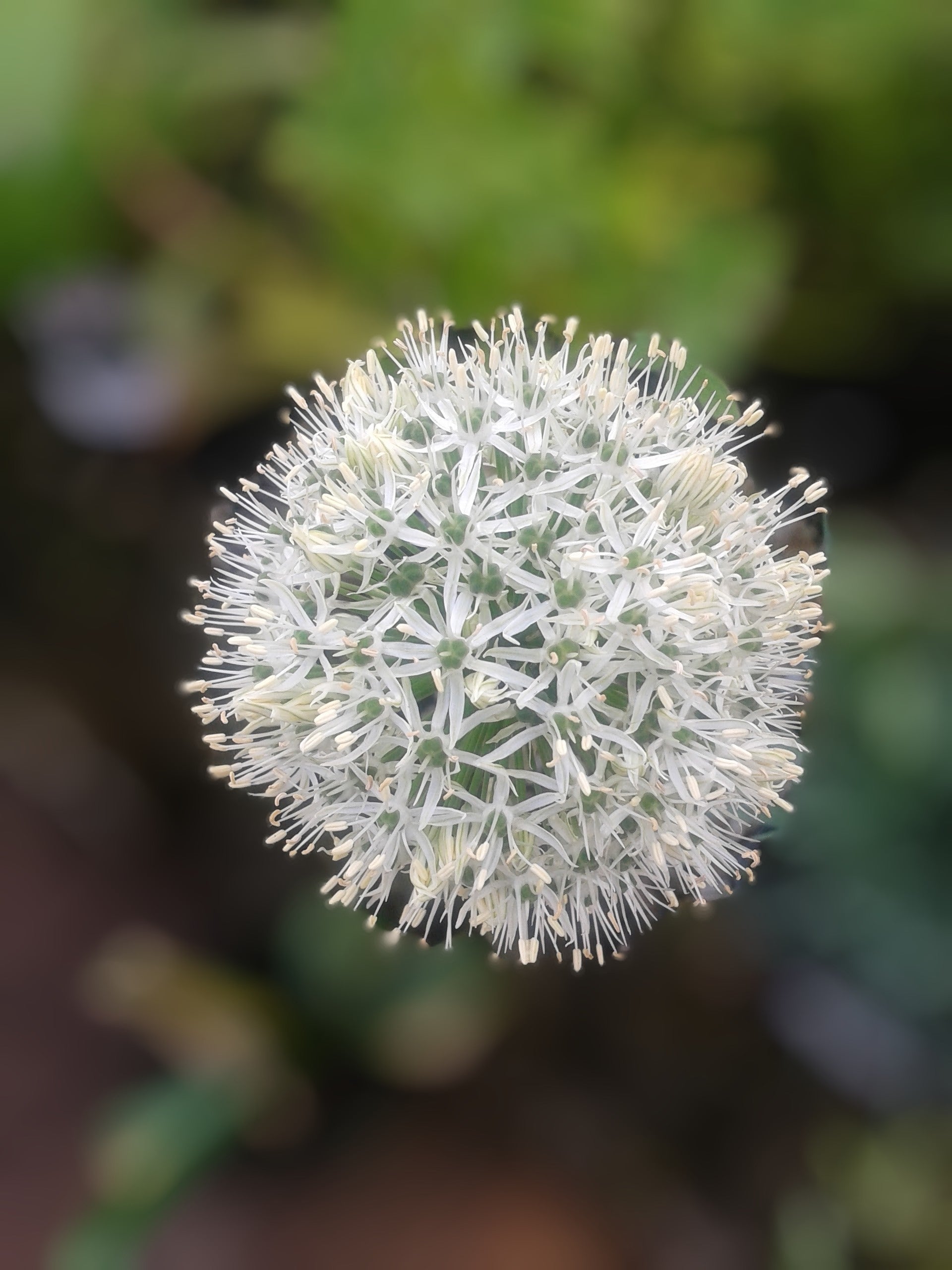 Allium Mount Everest