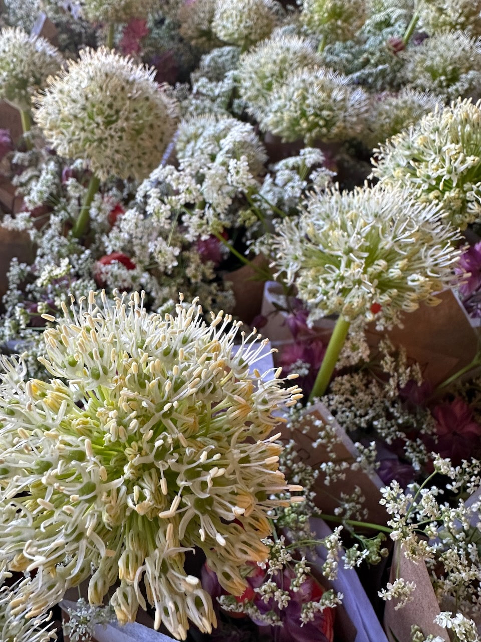 Allium Mount Everest