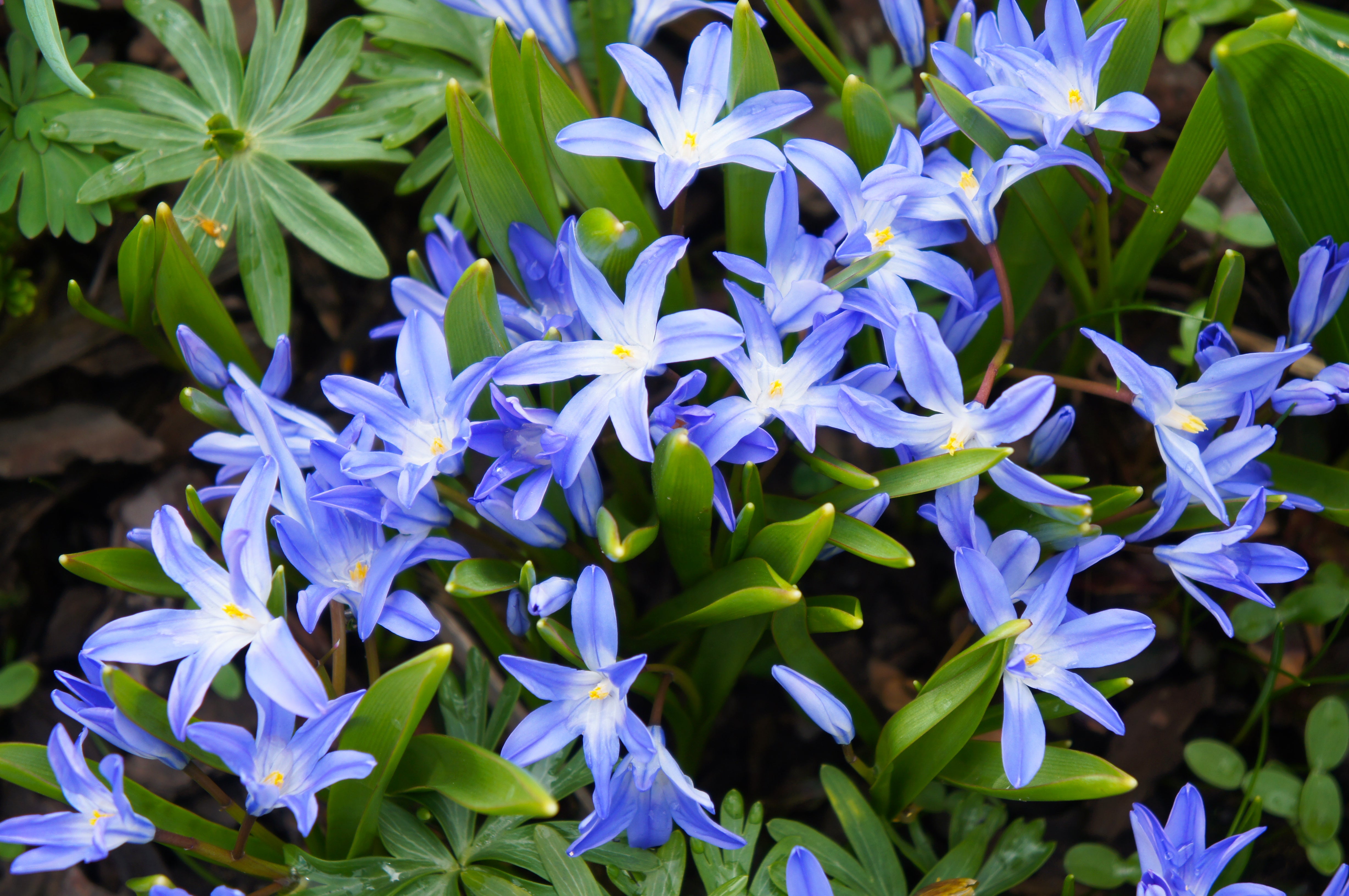 Chionodoxa Glory of the snow - Forbesii