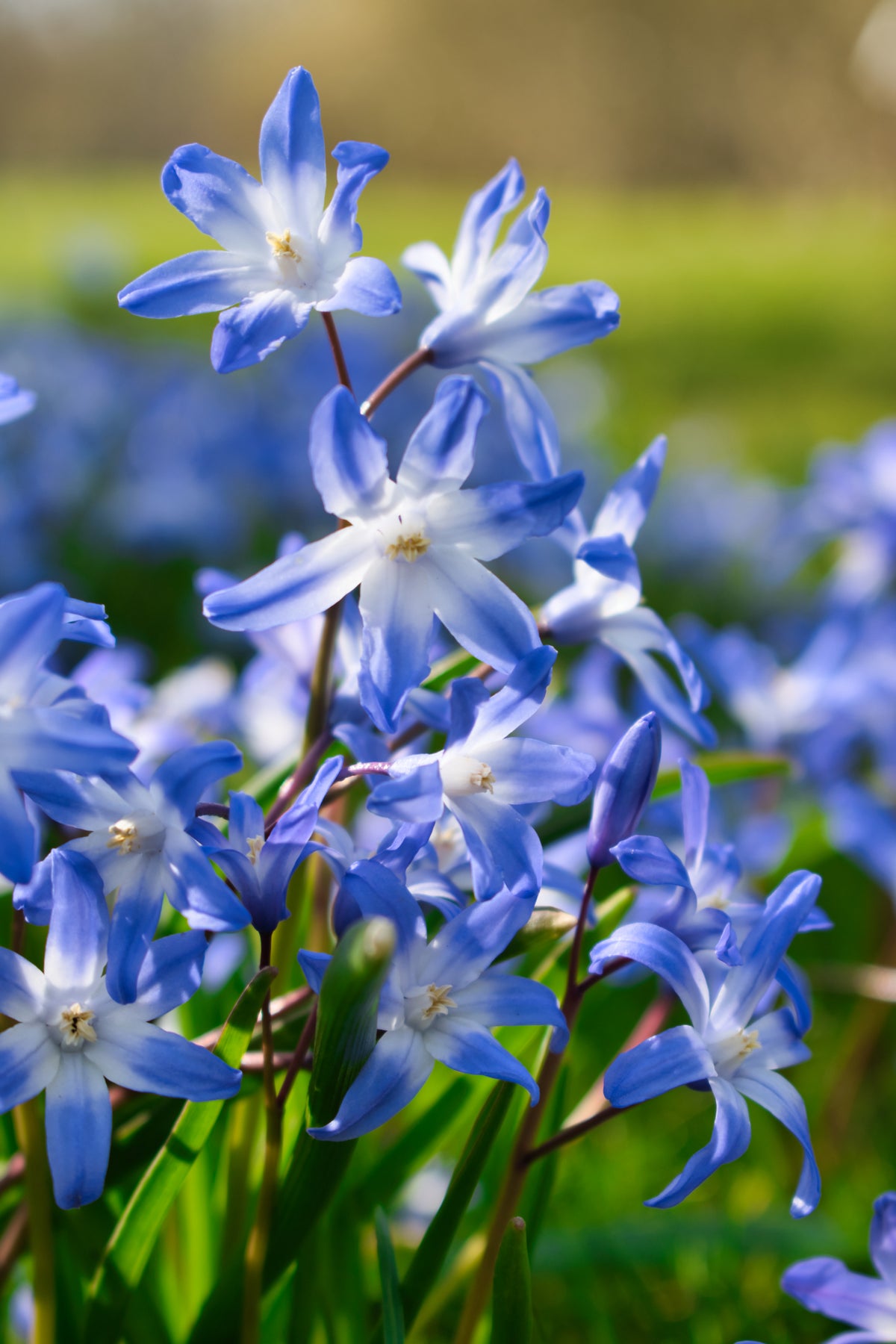 Chionodoxa Glory of the snow - Forbesii – Floramama