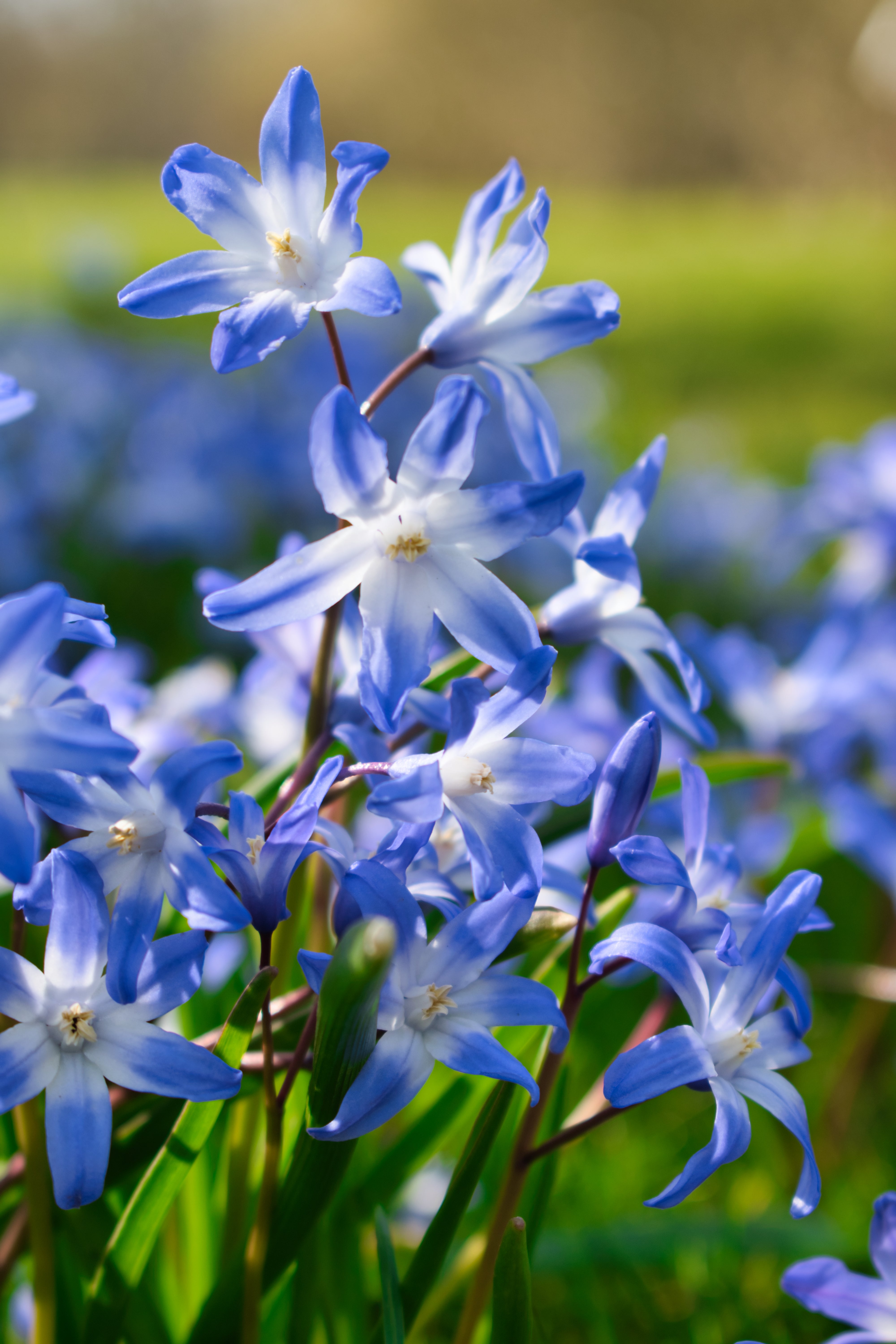 Chionodoxa Glory of the snow - Forbesii