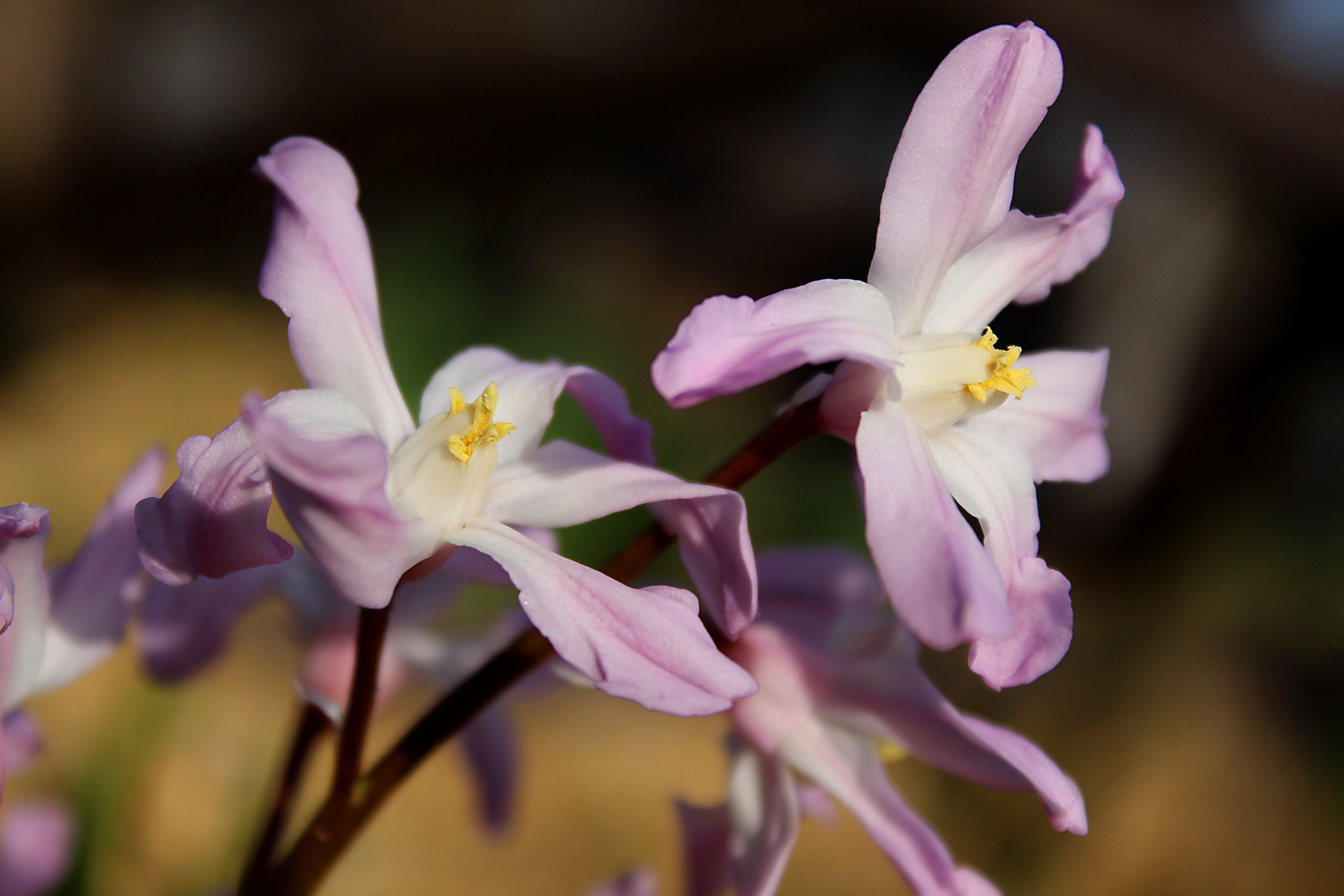 Chionodoxa Glory of the snow - Pink Giant