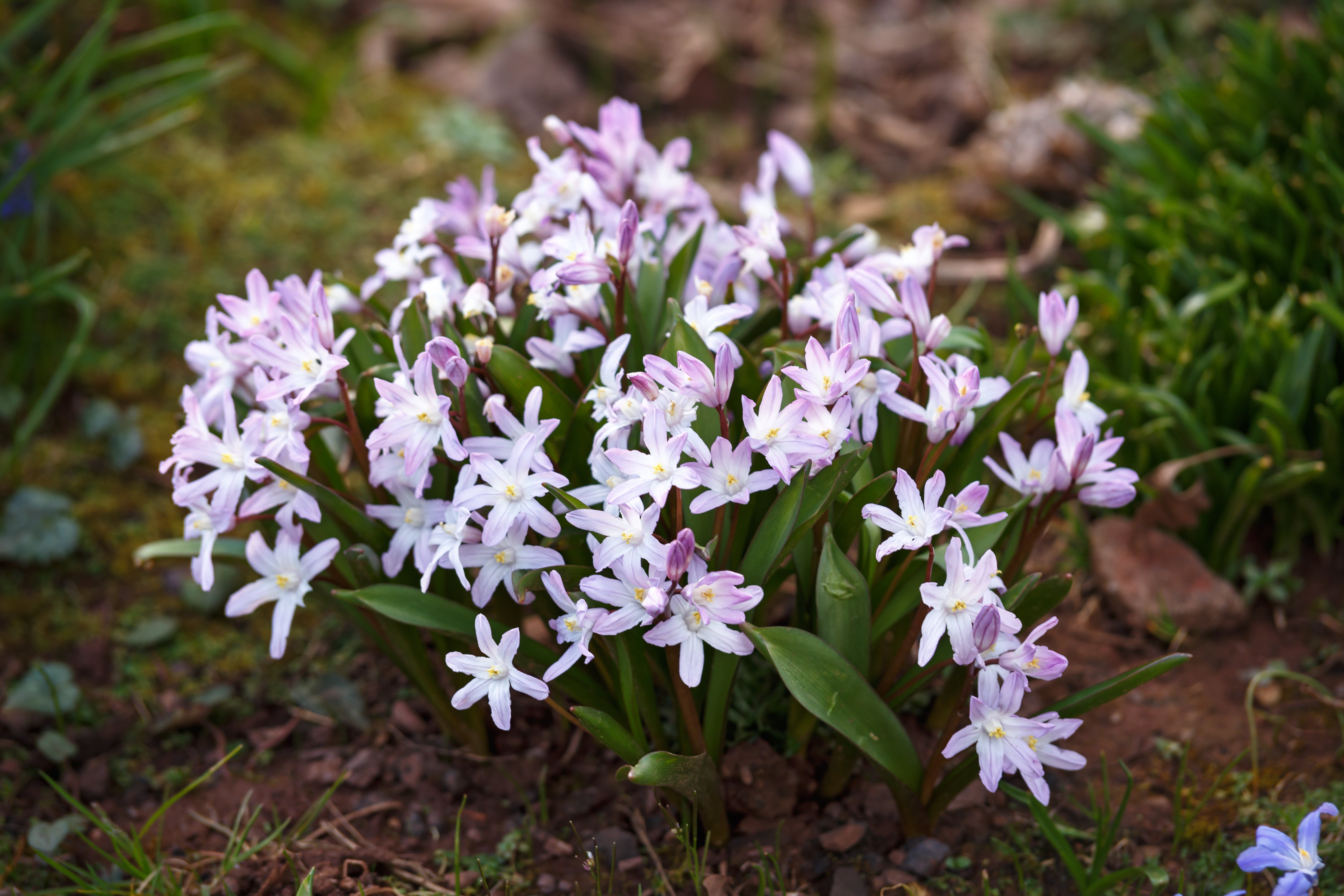 Chionodoxa Glory of the snow - Pink Giant