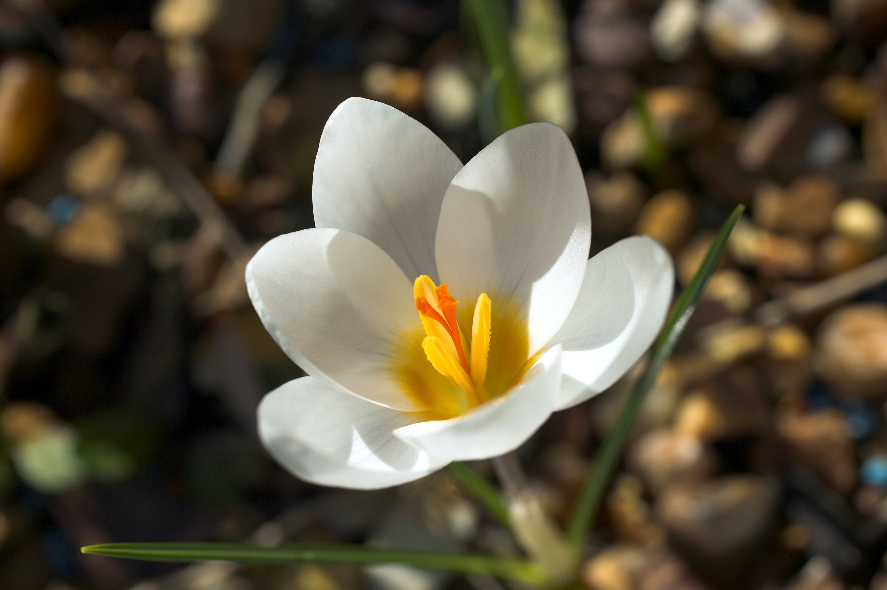 Crocus - Snowbunting