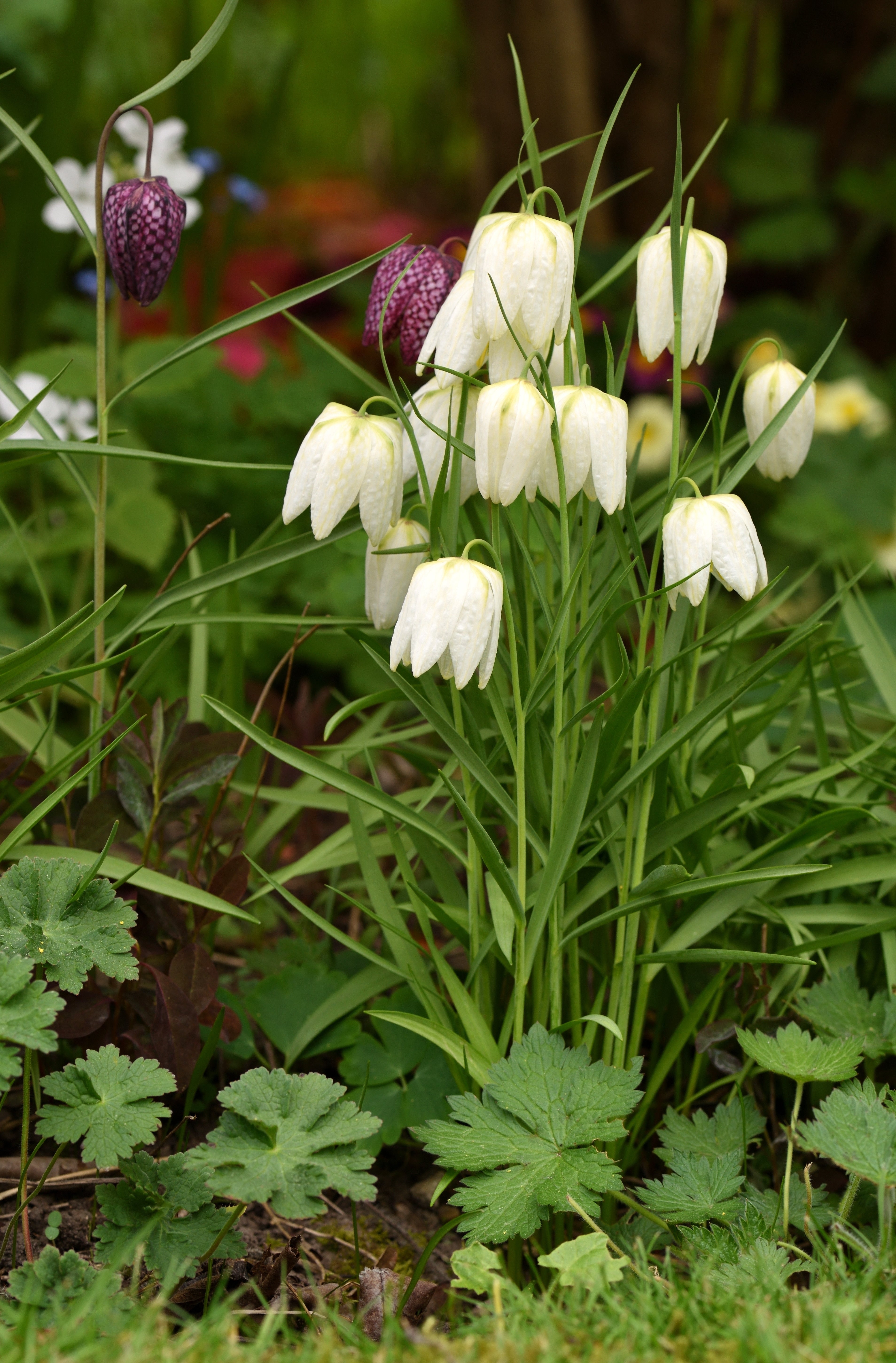 Fritillaire Meleagris - Alba