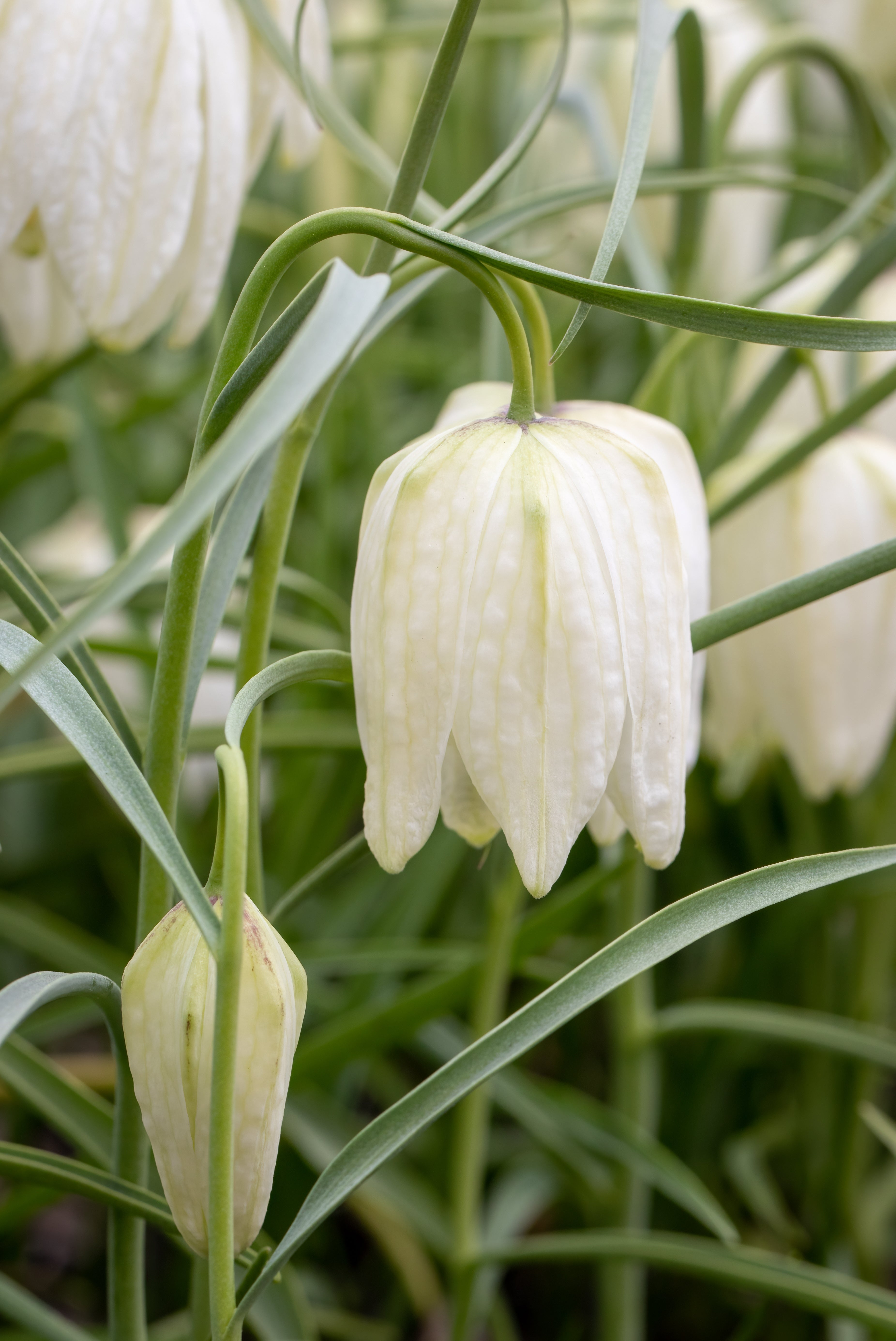 Fritillaire Meleagris - Alba
