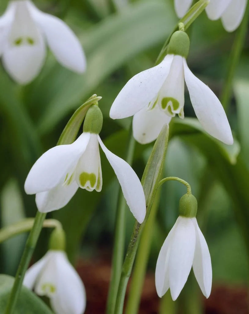 Perce-neige Woronowii