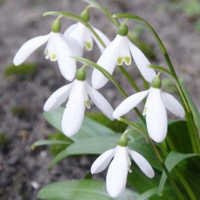 Perce-neige Woronowii