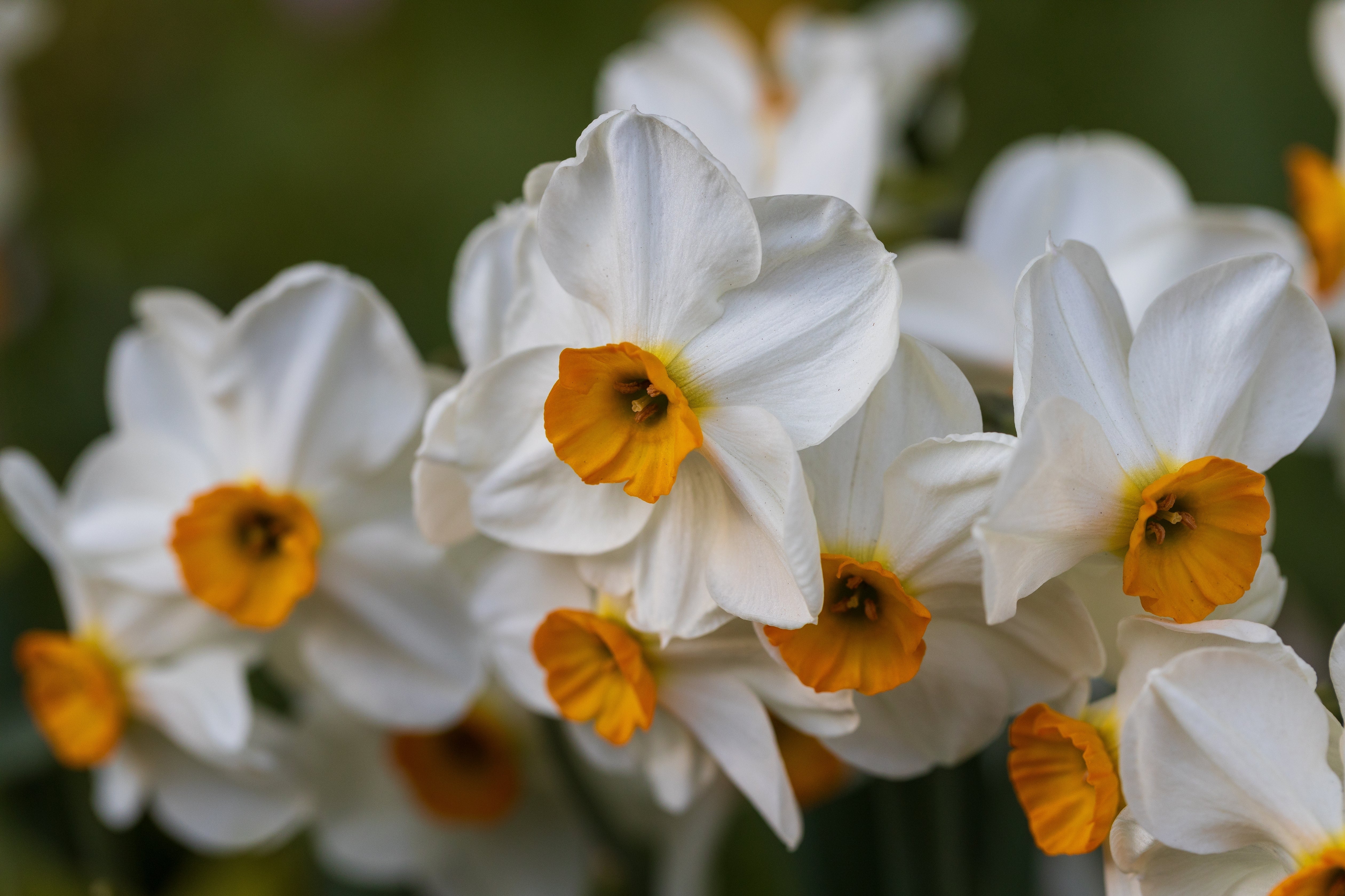 Narcisses - Geranium
