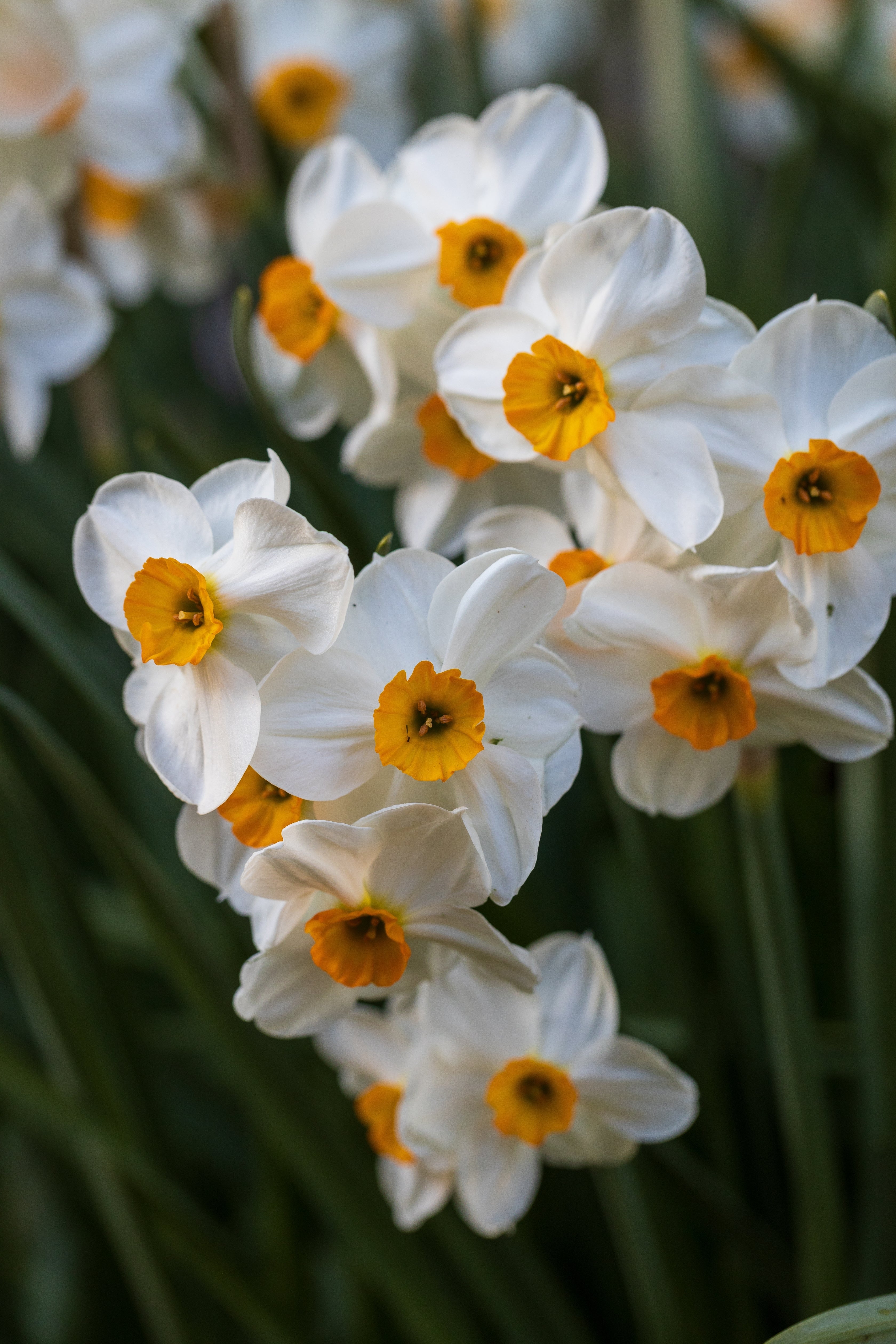Narcisses - Geranium